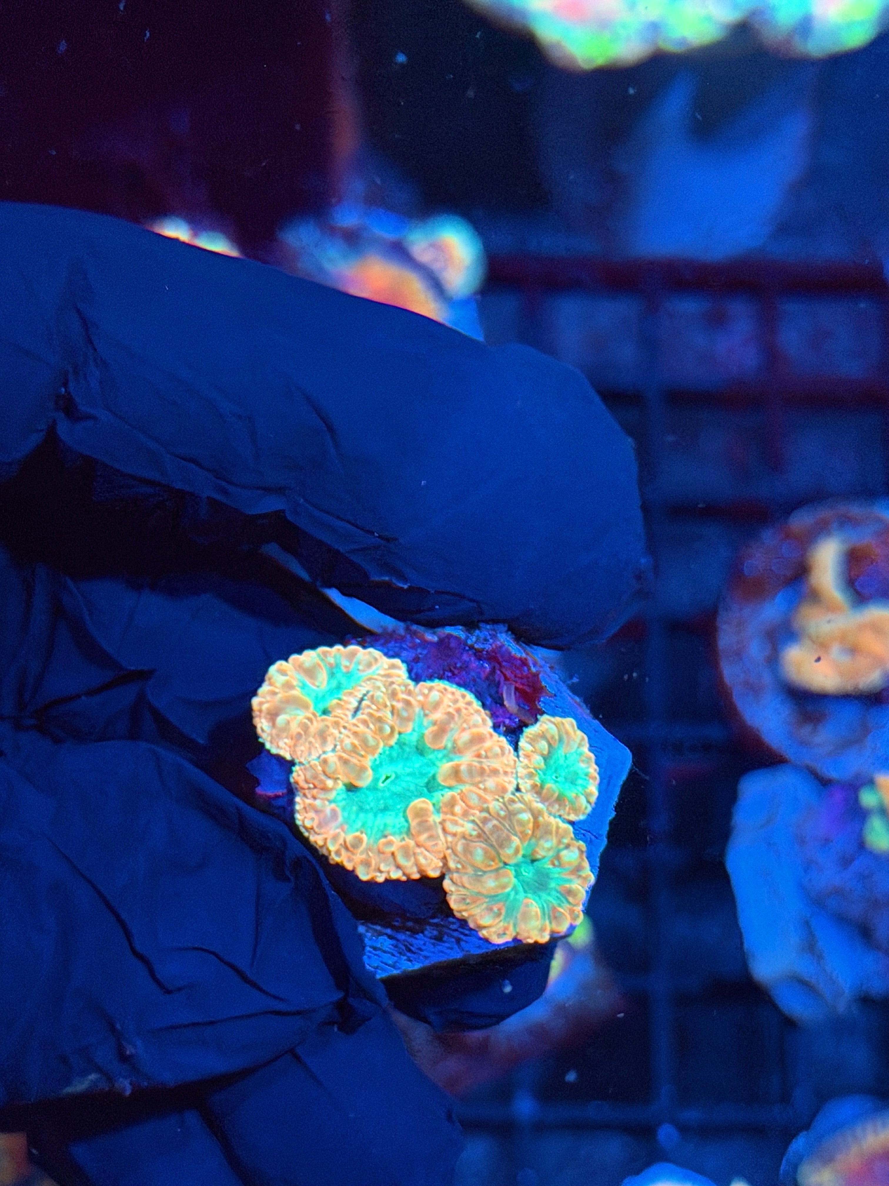 JEA Creamsicle Blastomussa Coral 4 Heads