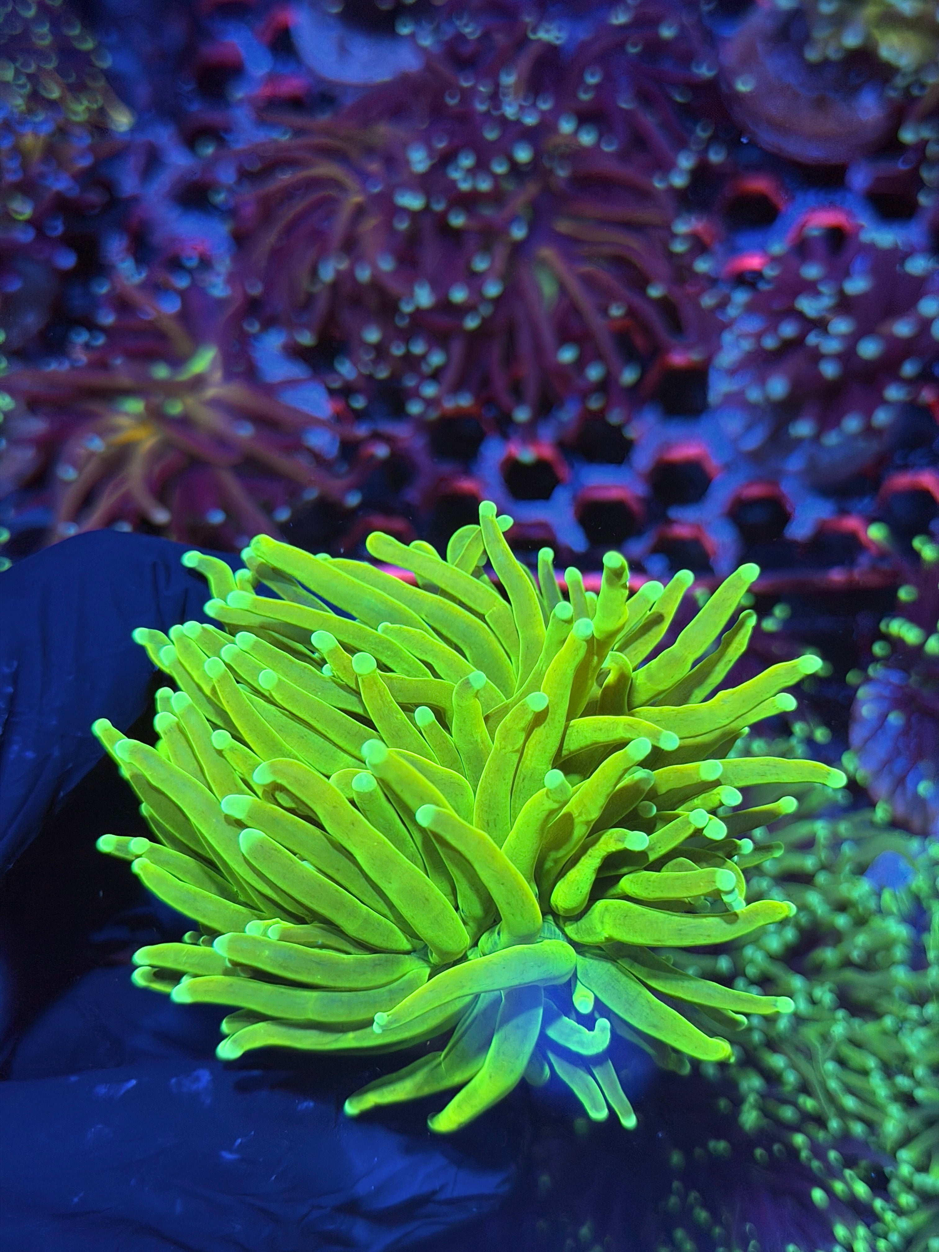 JEA Sunburn Holy Grail Torch Coral 1 XL Head Splitting ( Green Tips )