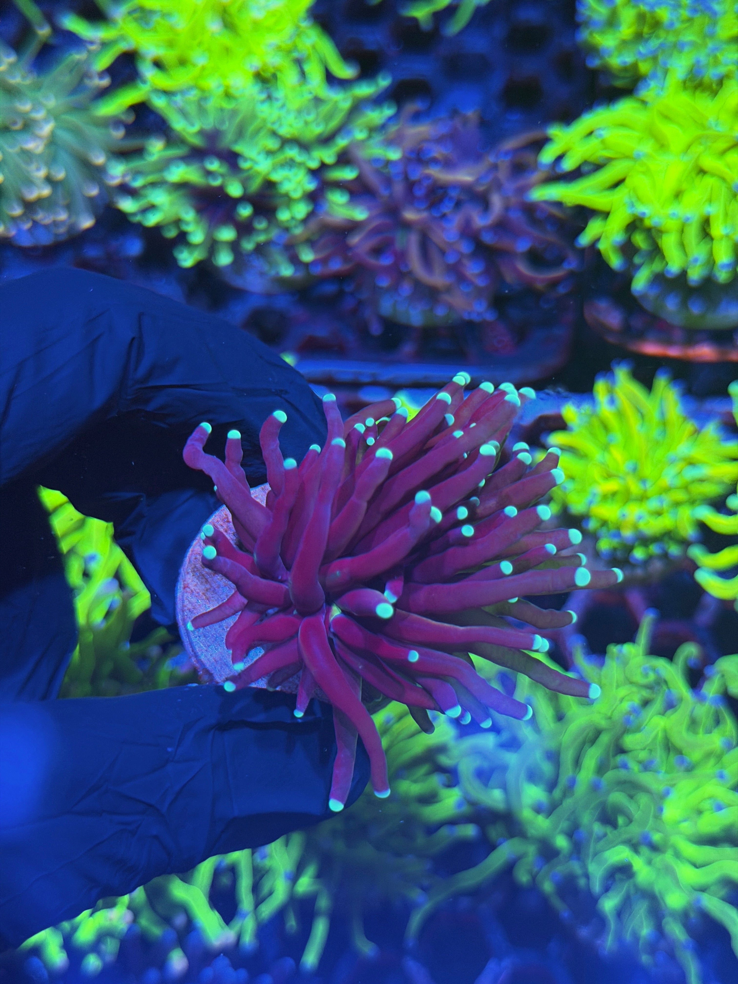 JEA Purple Tiger 2.0 Torch Coral 1 Head XL 8/1
