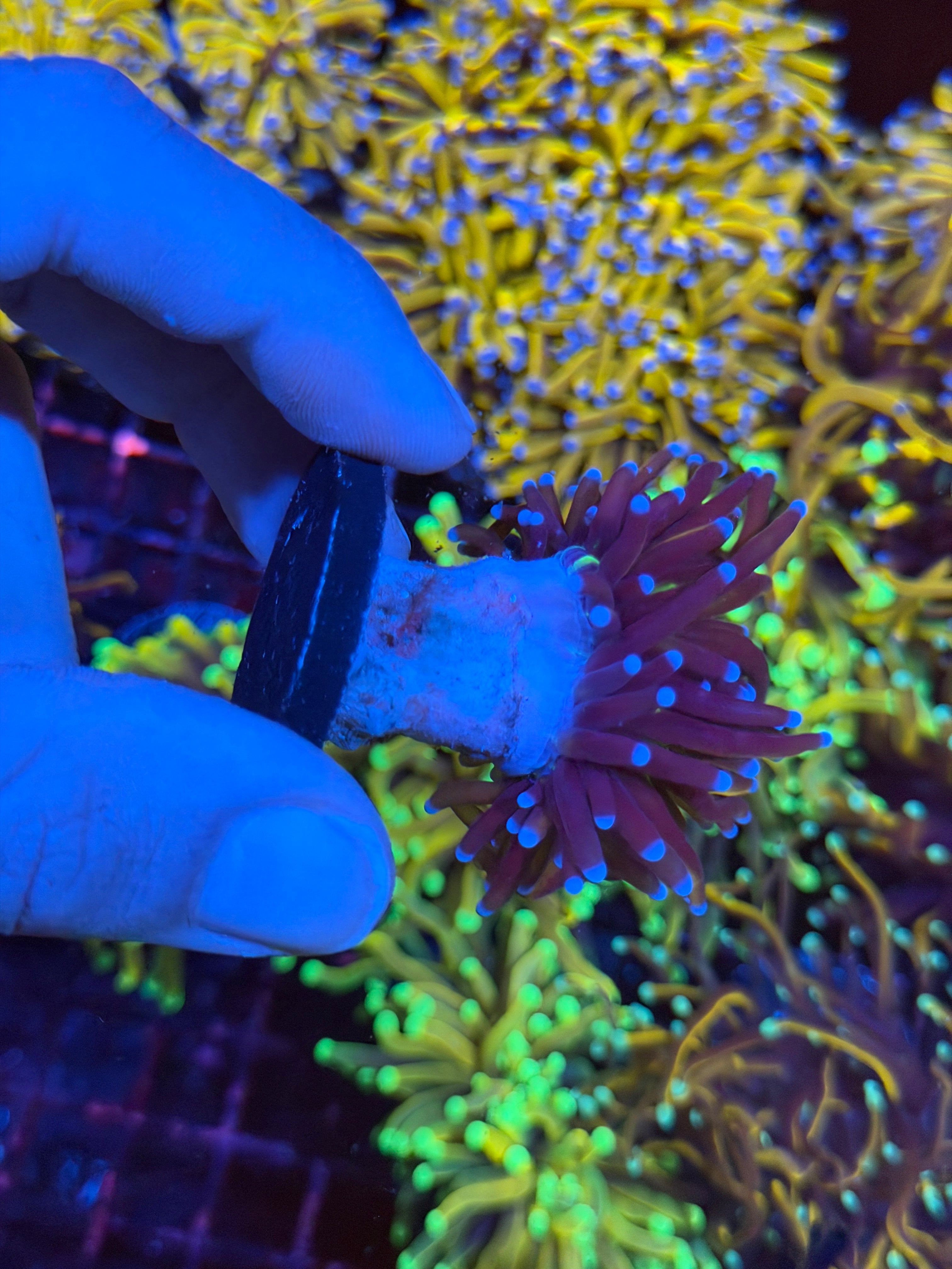 JEA Dragon Goddess Torch Coral 1 Head 2/25