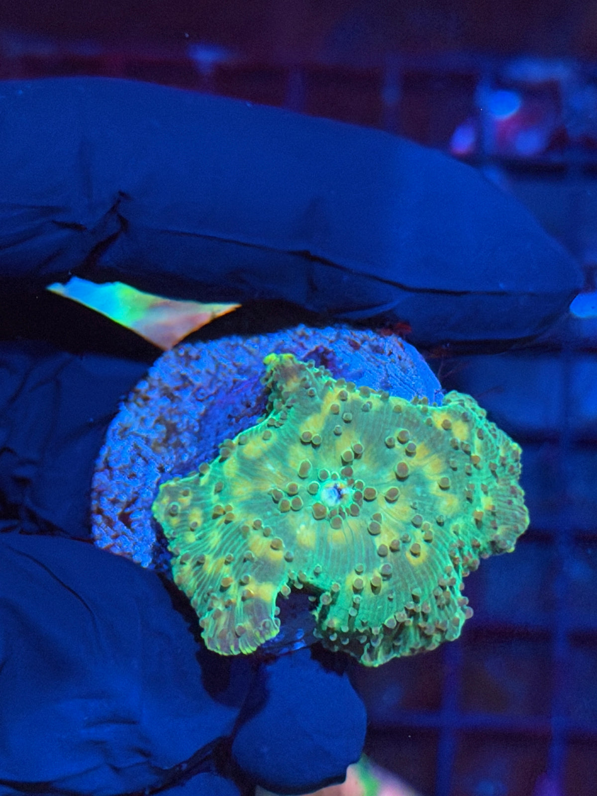 JEA Space Invader Jawbreaker Mushroom Coral XL 9/21