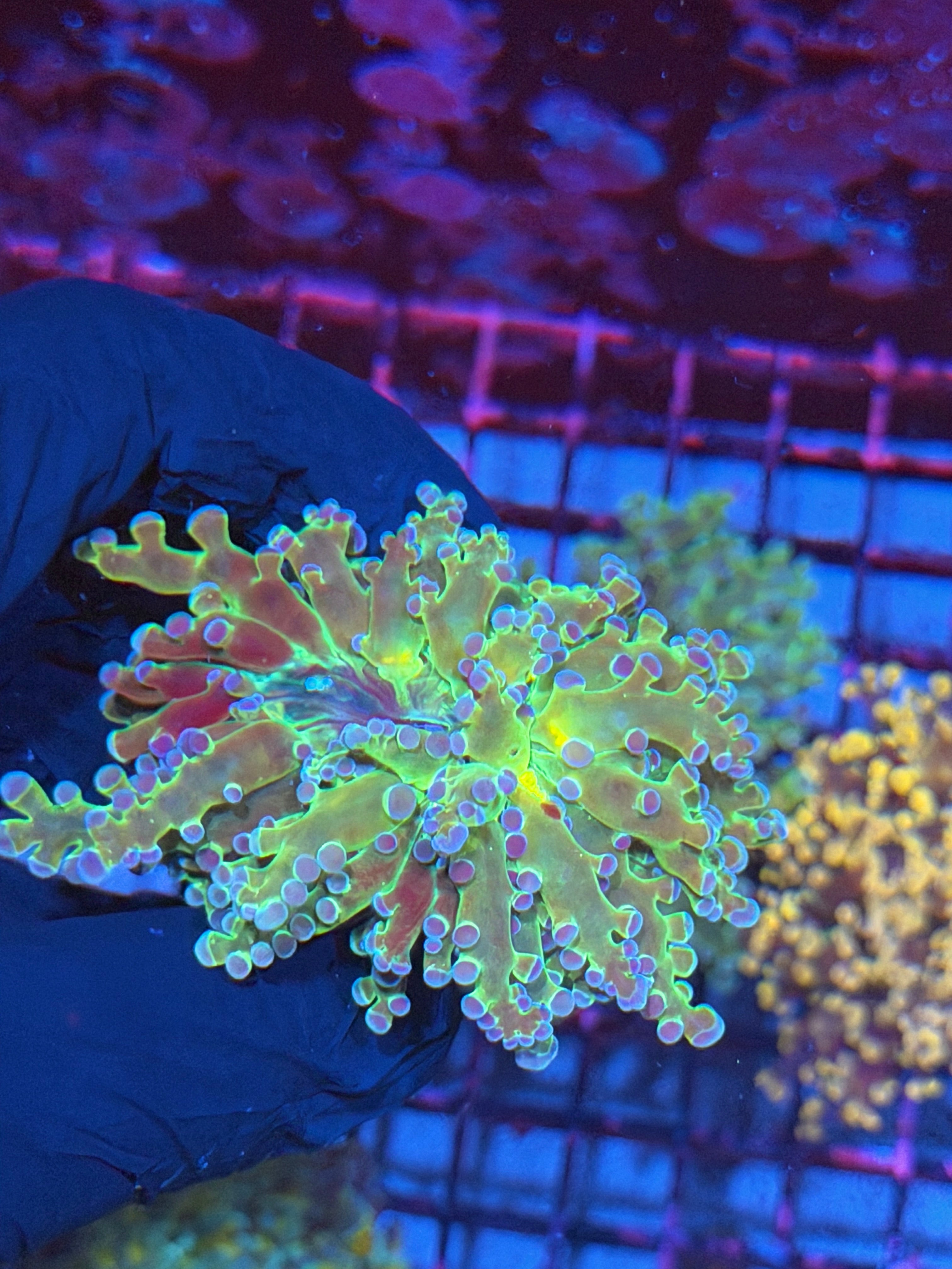 JEA Holy Relic Frogspawn Coral Splitting to 1 Head XXL 8/11