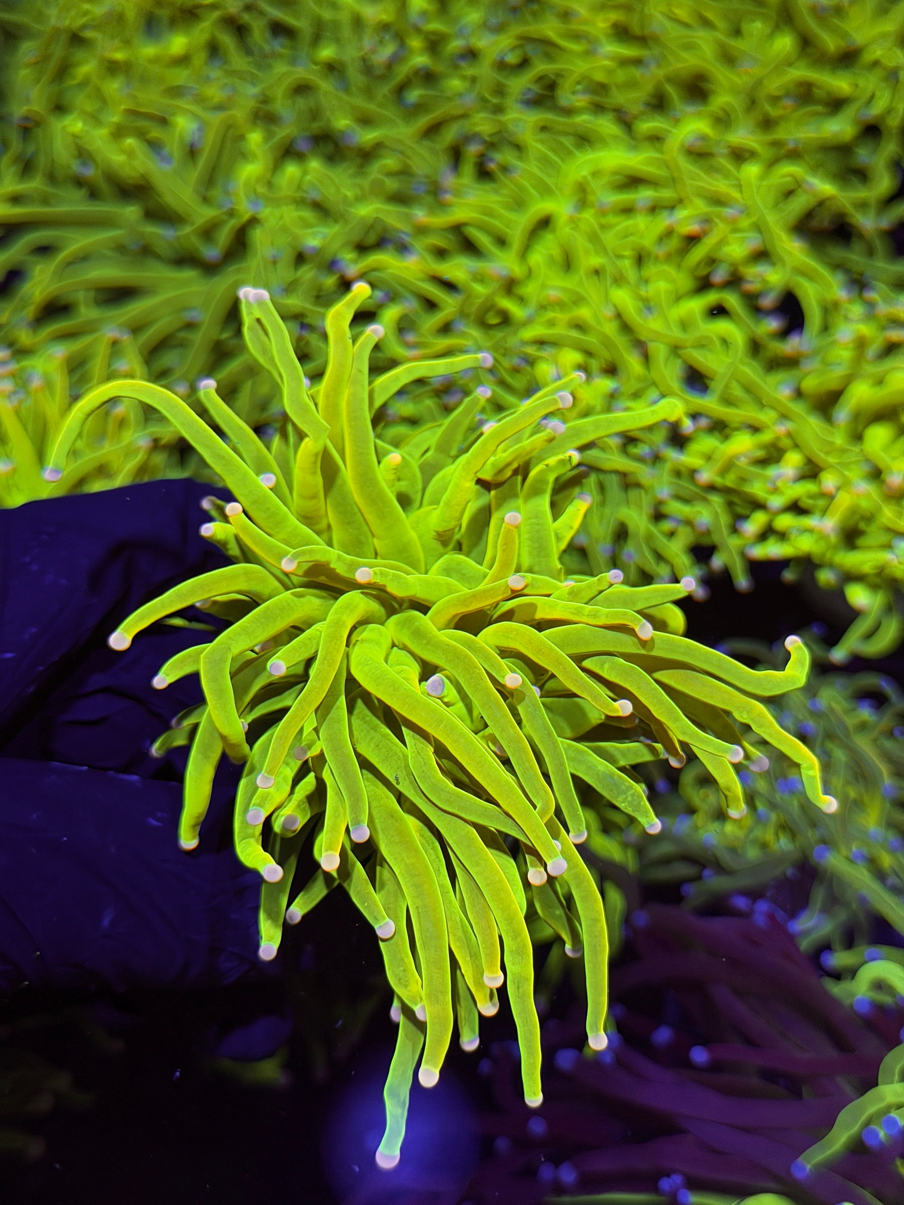 JEA Skittles Holy Grail Torch Coral 1 XXL Head Splitting ( Pink & Purple Tips )