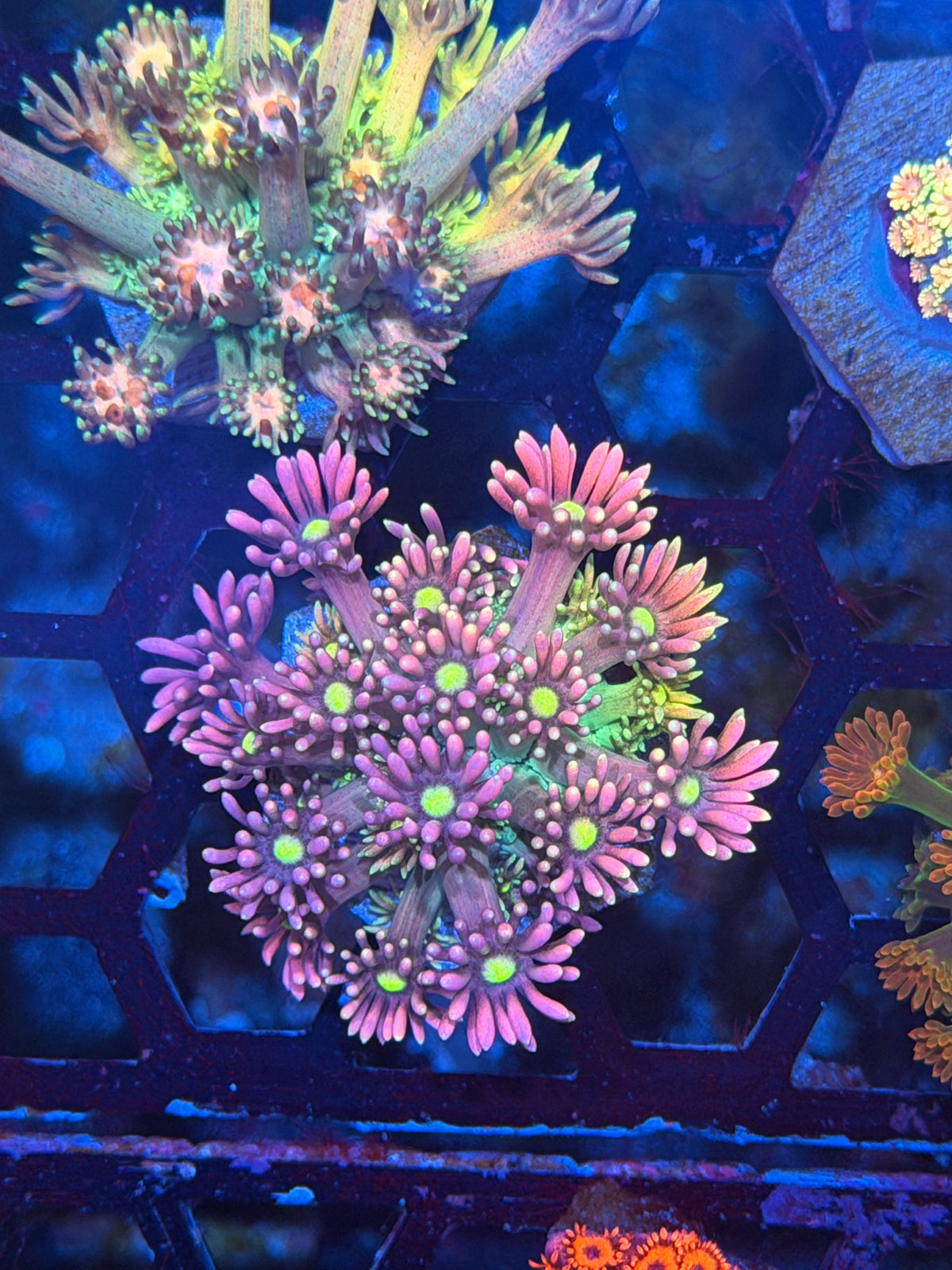 JEA Pixie Stix Goniopora Coral 9/27
