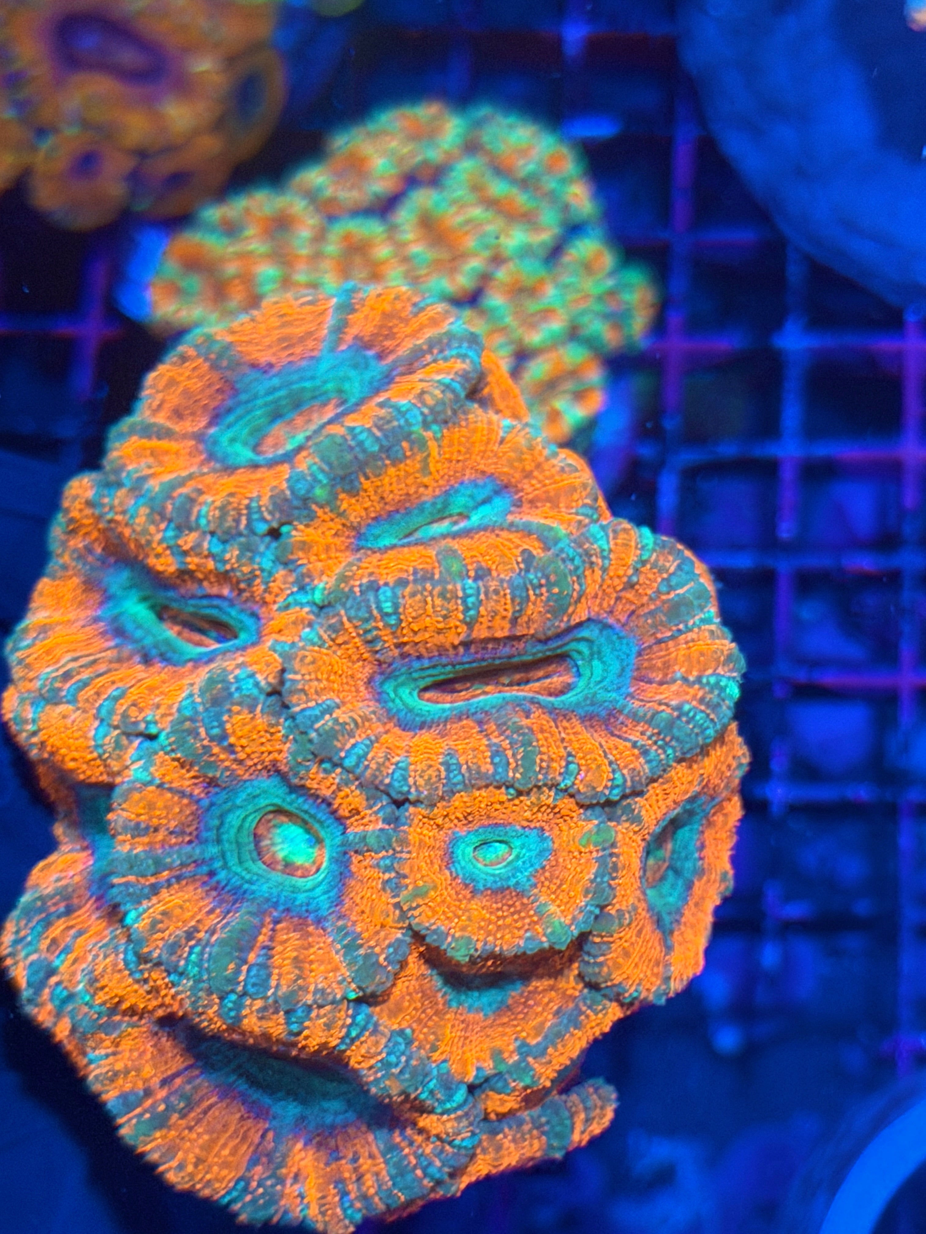 JEA Bloodbath Asian Acans Colony 15+ Heads 12/1