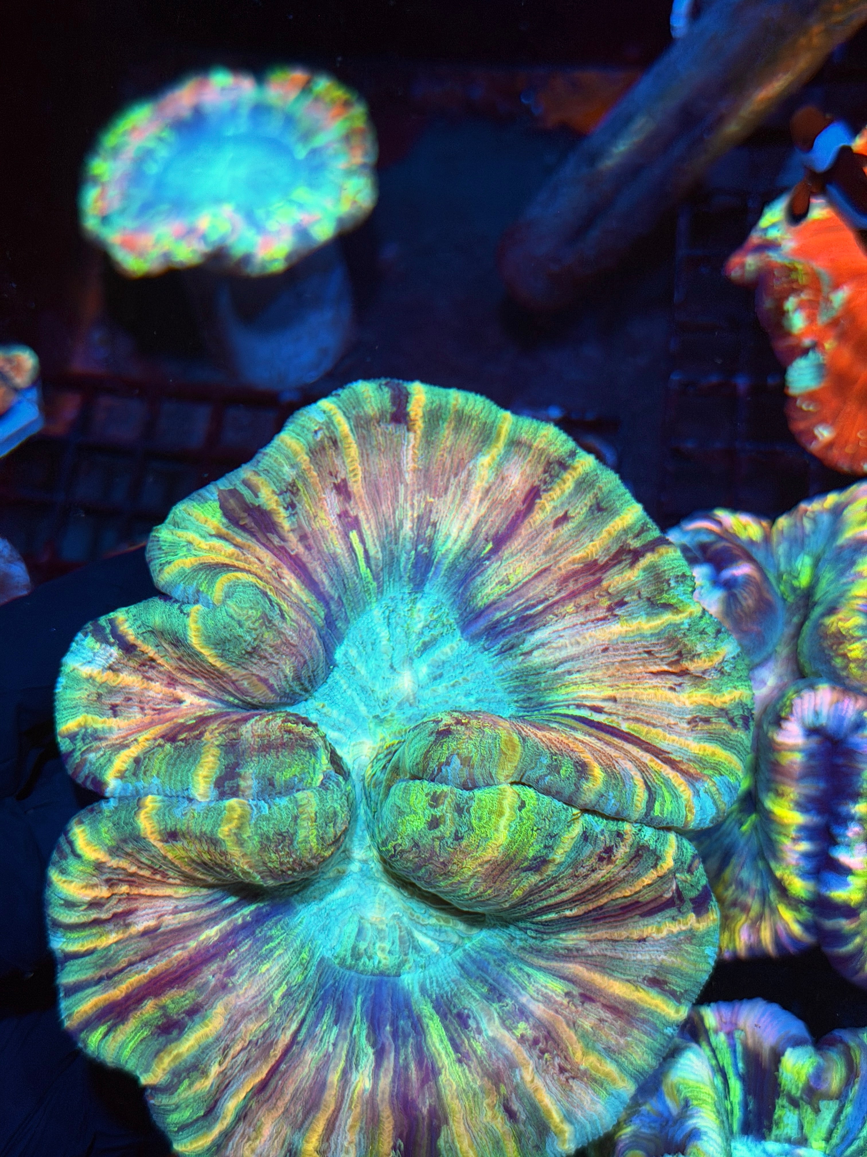 JEA Orange Fusion Hammer Coral 3 Heads XXL