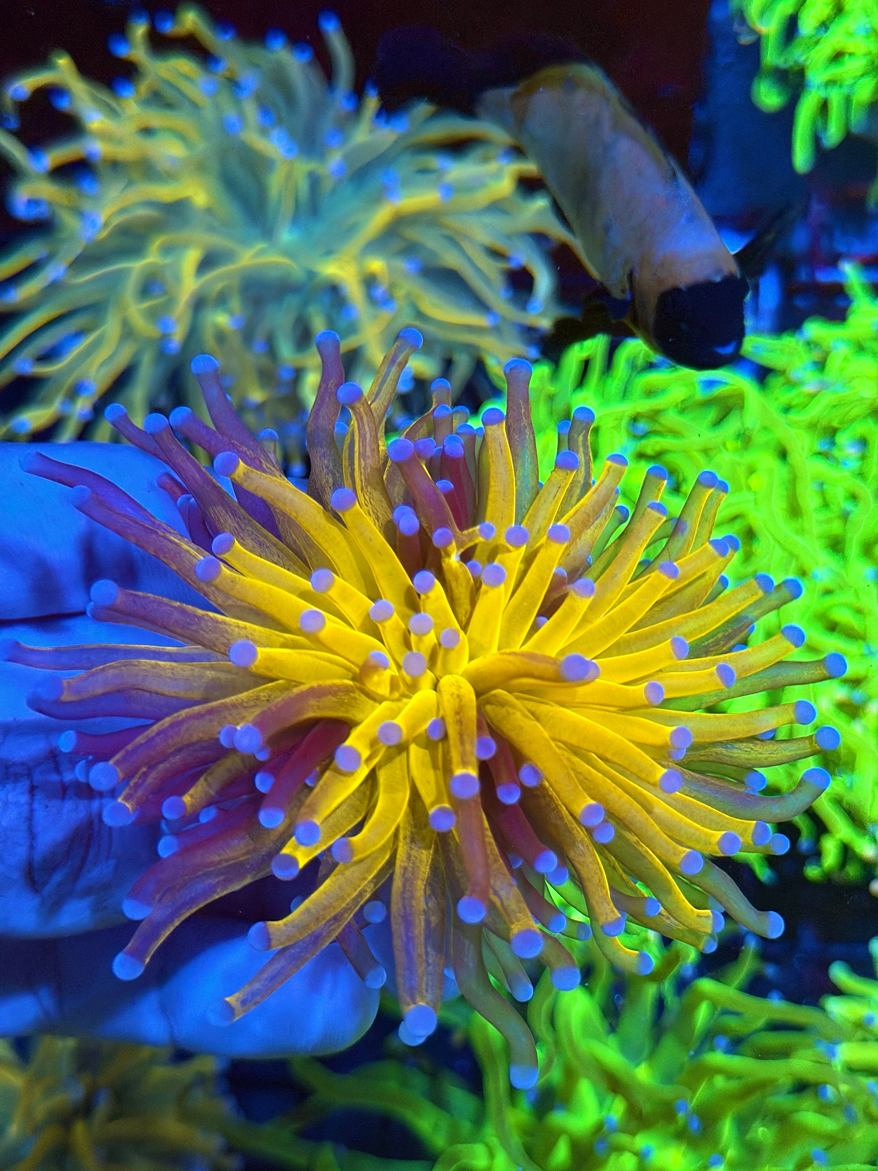 JEA Grafted Orange Tiger Torch Coral 1 XXL Head Show Piece 9/6