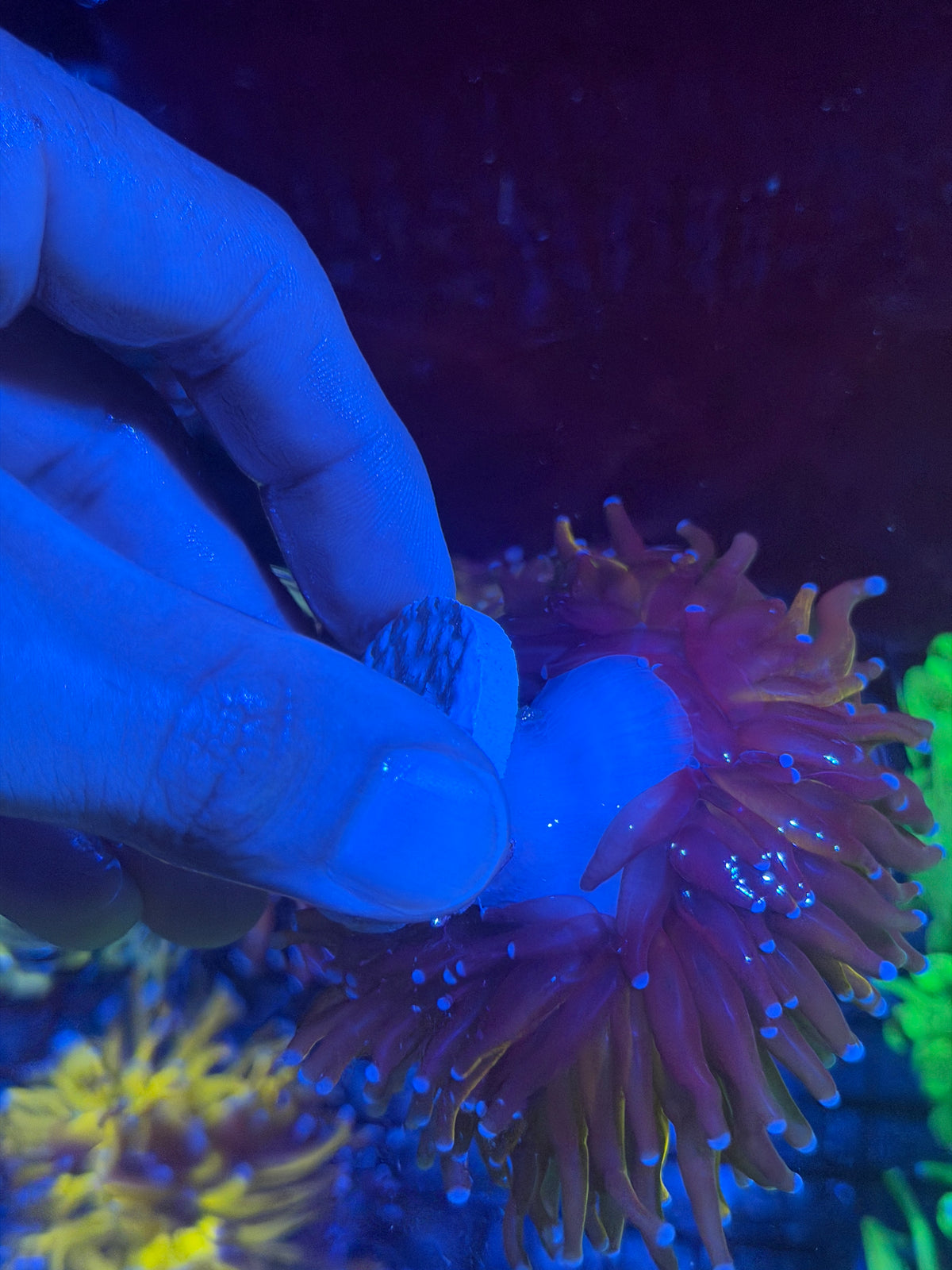 JEA Grafted Orange Tiger Torch Coral 1 XXL Head Splitting *Collectors Piece* 9/28