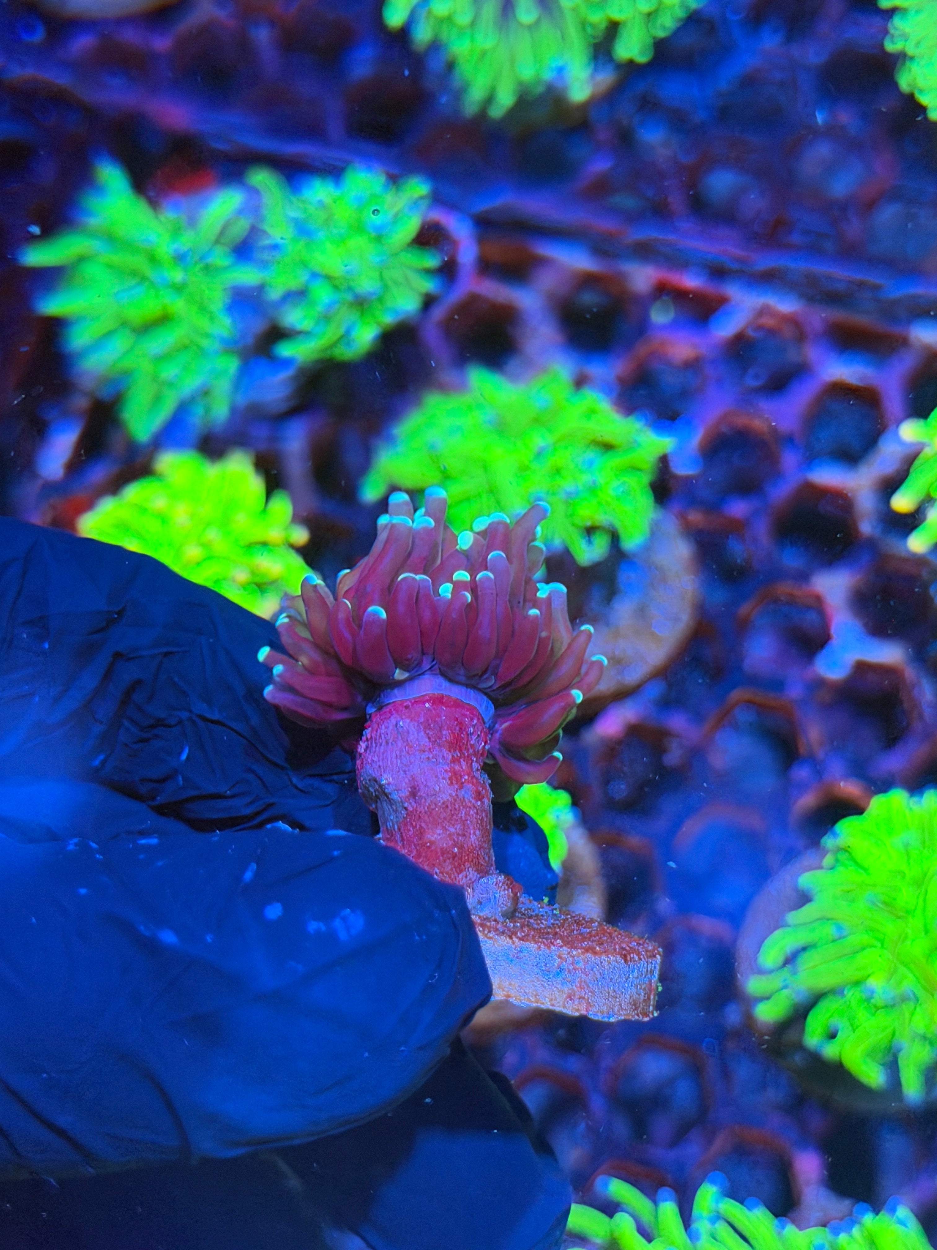 JEA Tiger 2.0 Torch Coral 1 XL Head 8/29