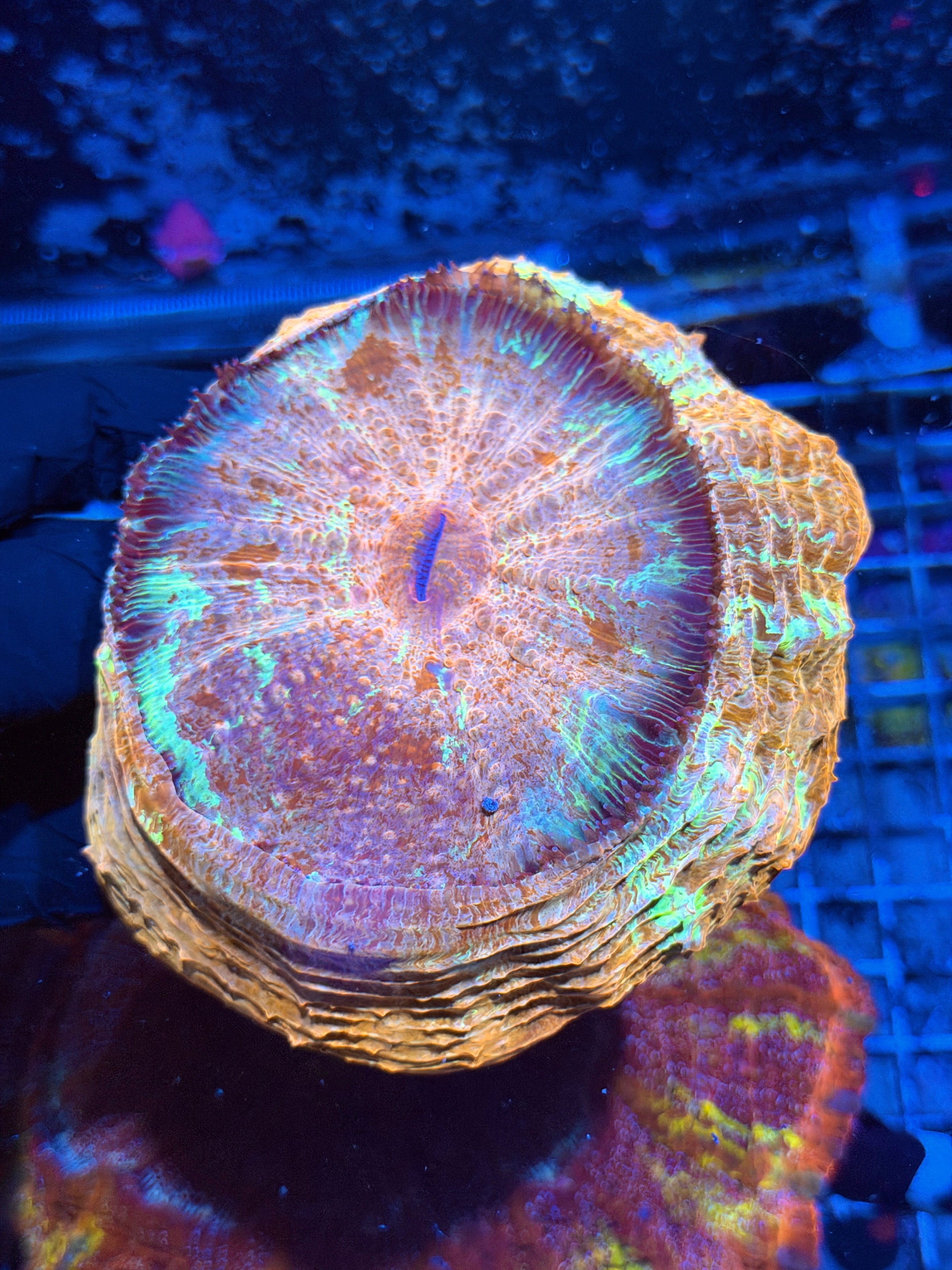 Unique Multicolor Acanthophyllia Meat Coral XL