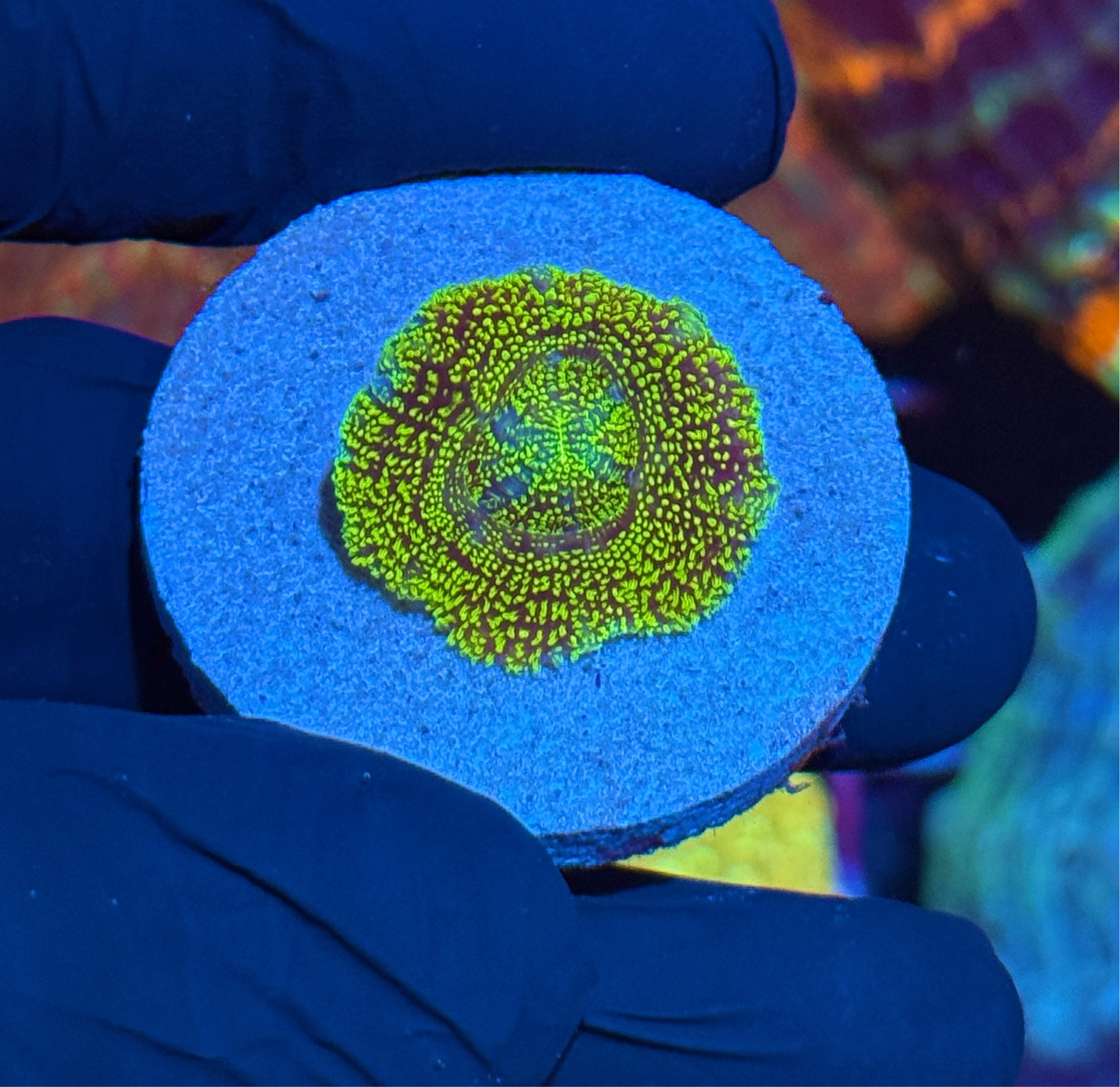 JEA Cosmic Glitter Asian Acans Coral 1 XL Head *INSANE NEW LIMITED RELEASE*