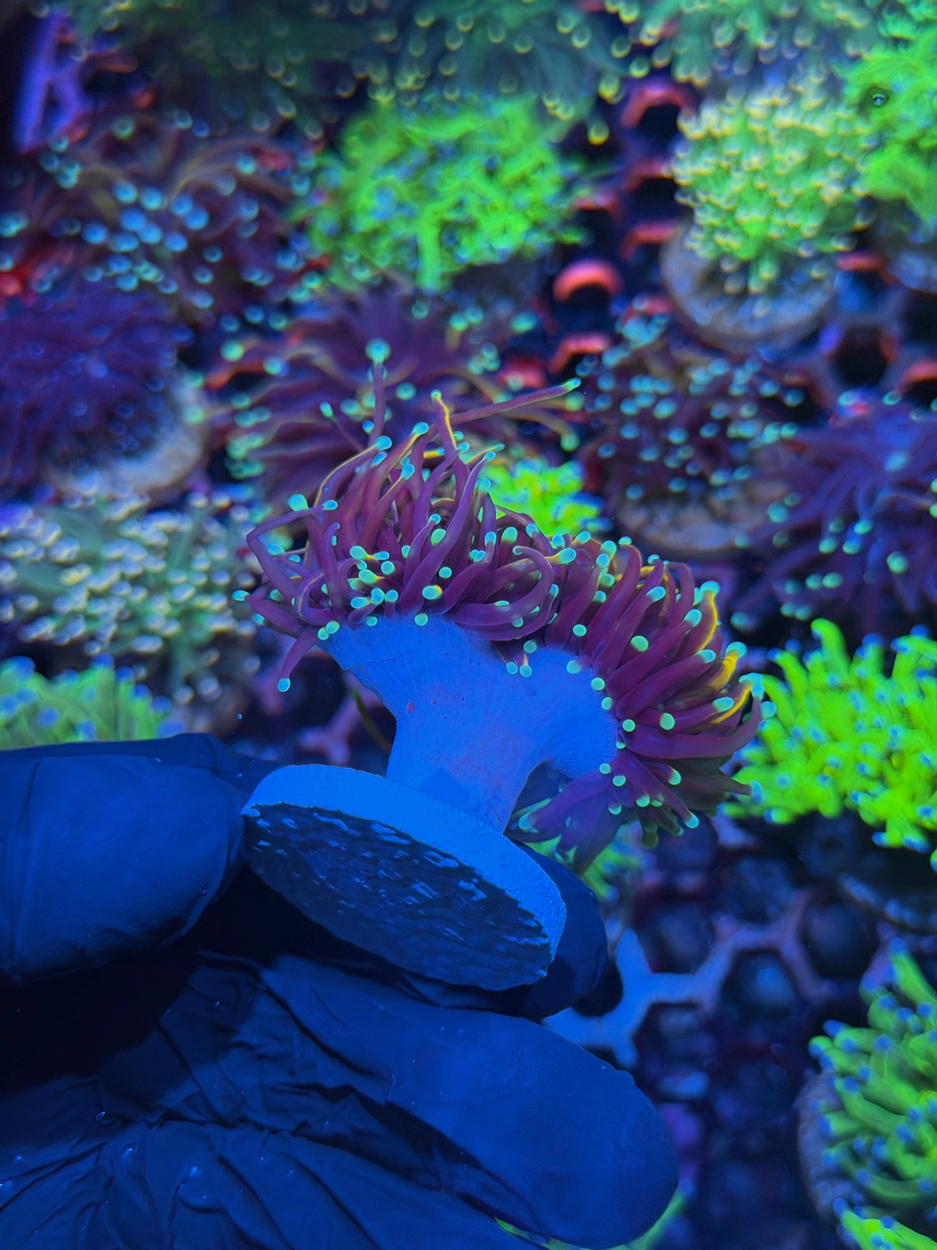 JEA OG Jester Torch Coral 2 Heads XL