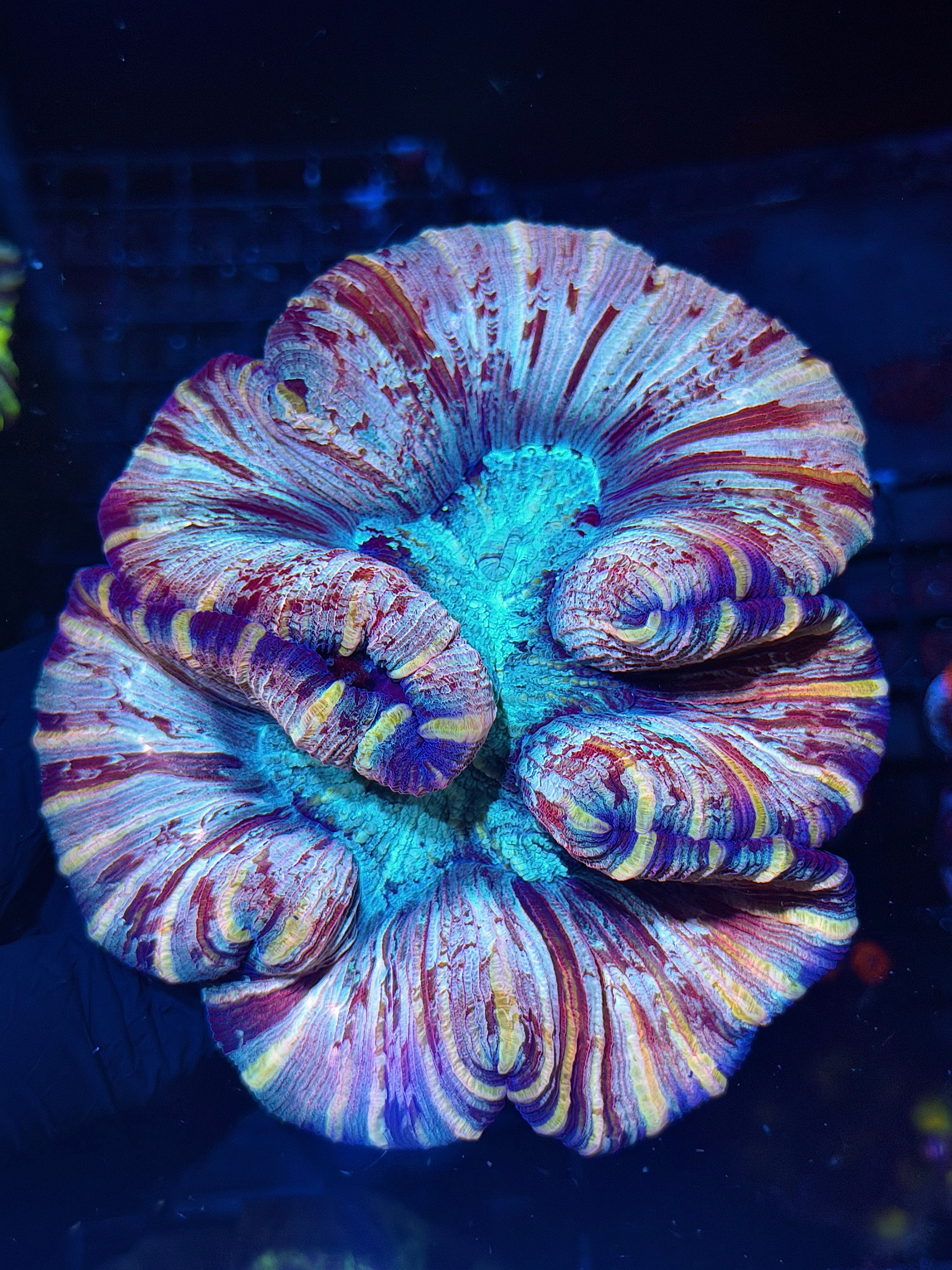 Unique Striped Trachyphyllia Meat Coral XL 7/31