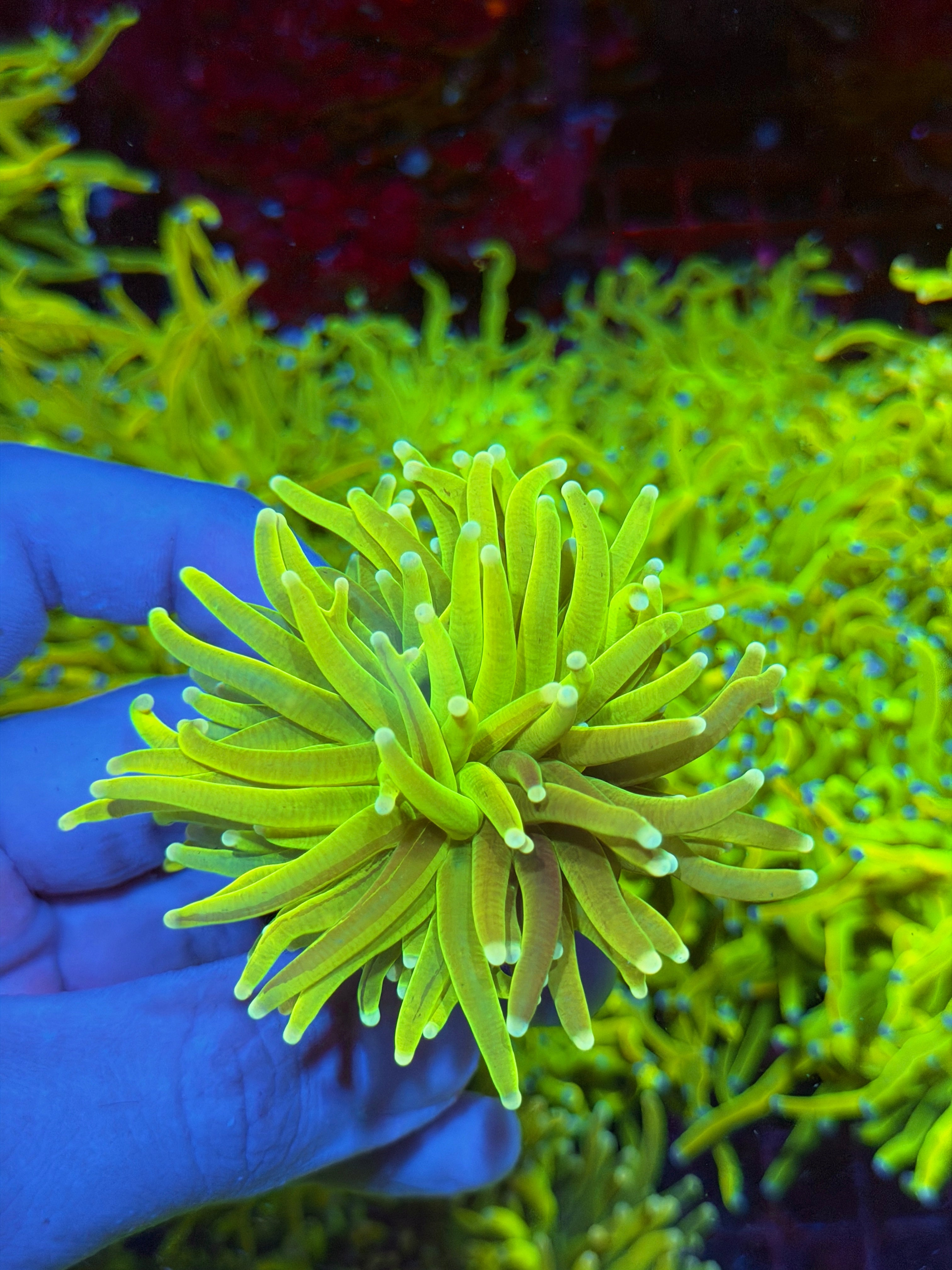 JEA Grafted Frost Bite Holy Grail Torch Coral Half Half 2/25