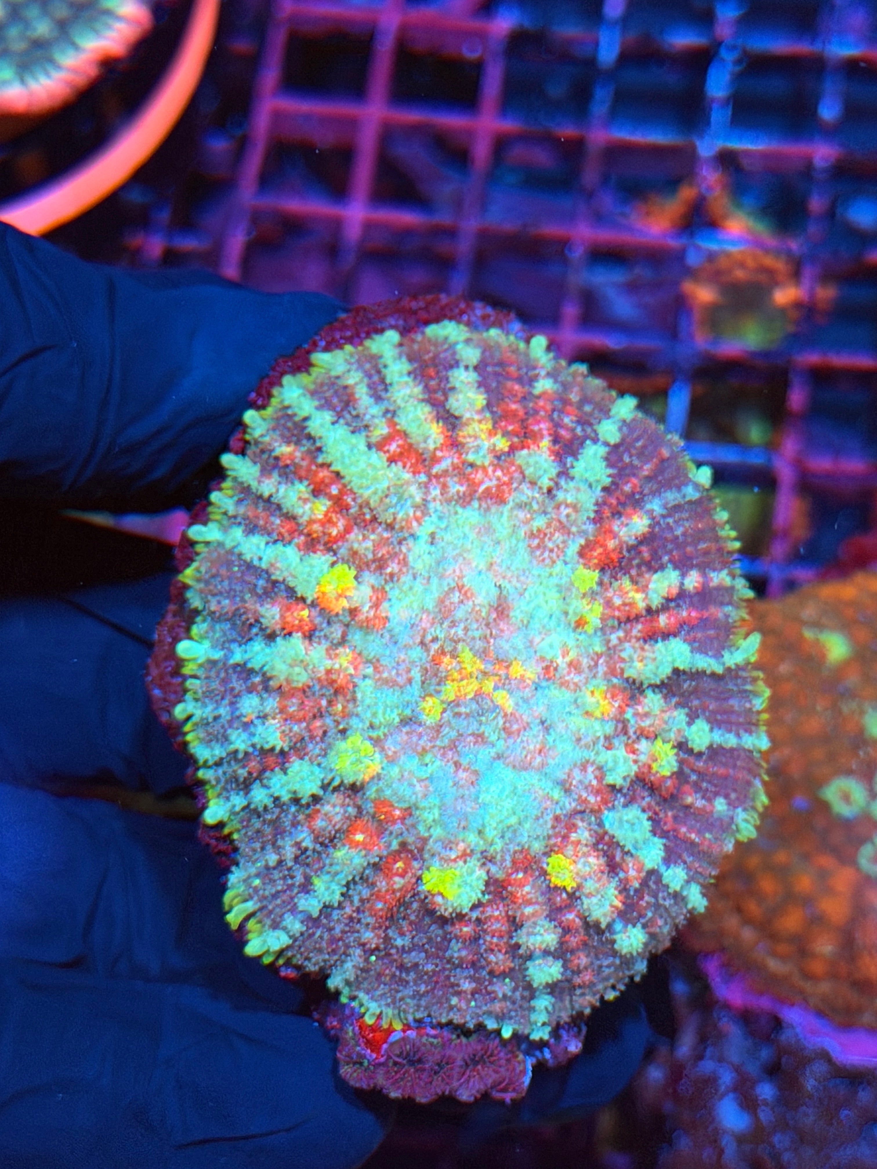 JEA Forbidden Relic Mushrooms Coral XXL Show Piece INSANE 3/4