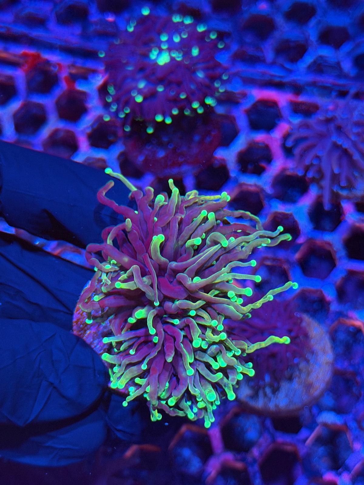 JEA Freezer Burn Torch Coral 2 Heads Splitting XL 9/22