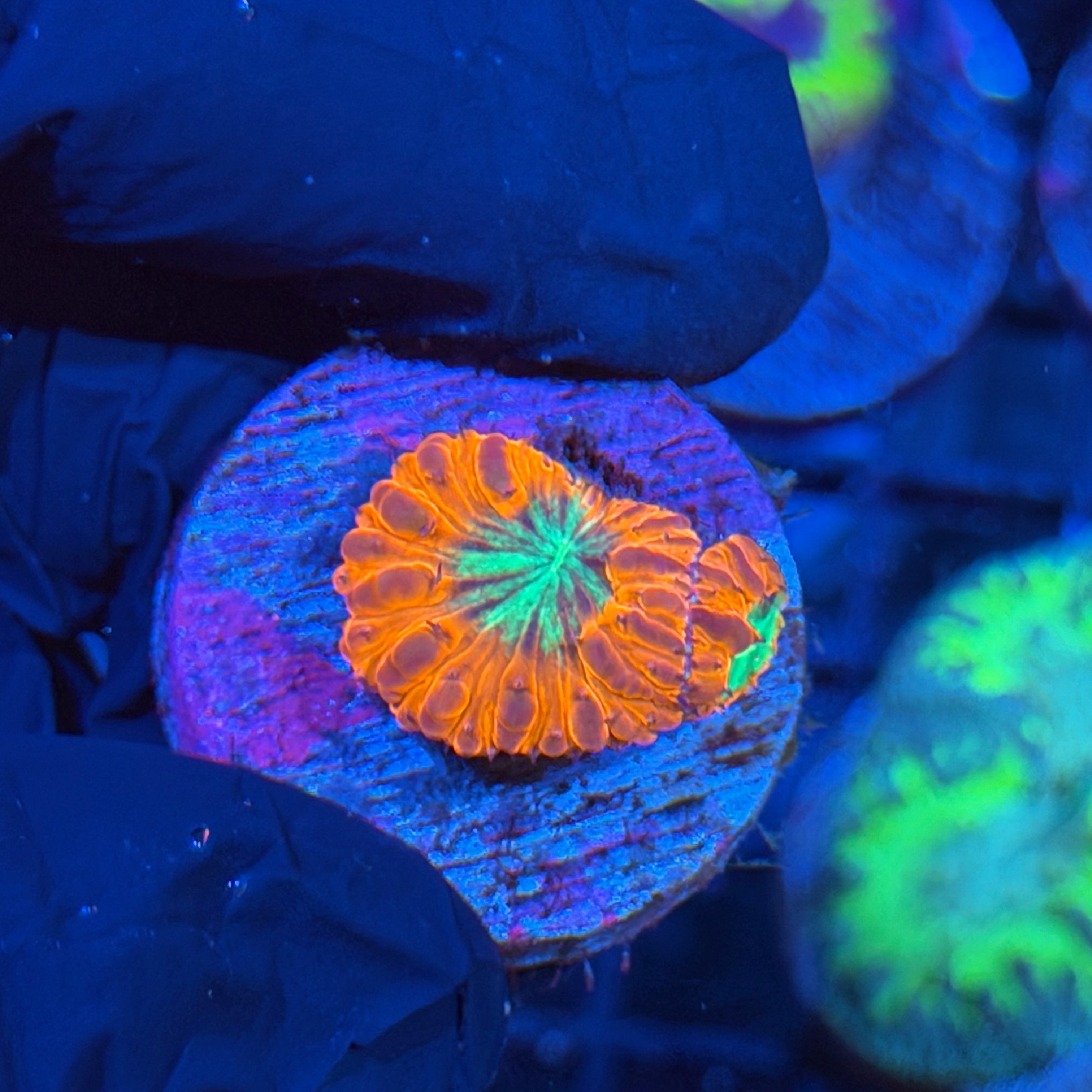 Jay's Exotic Corals