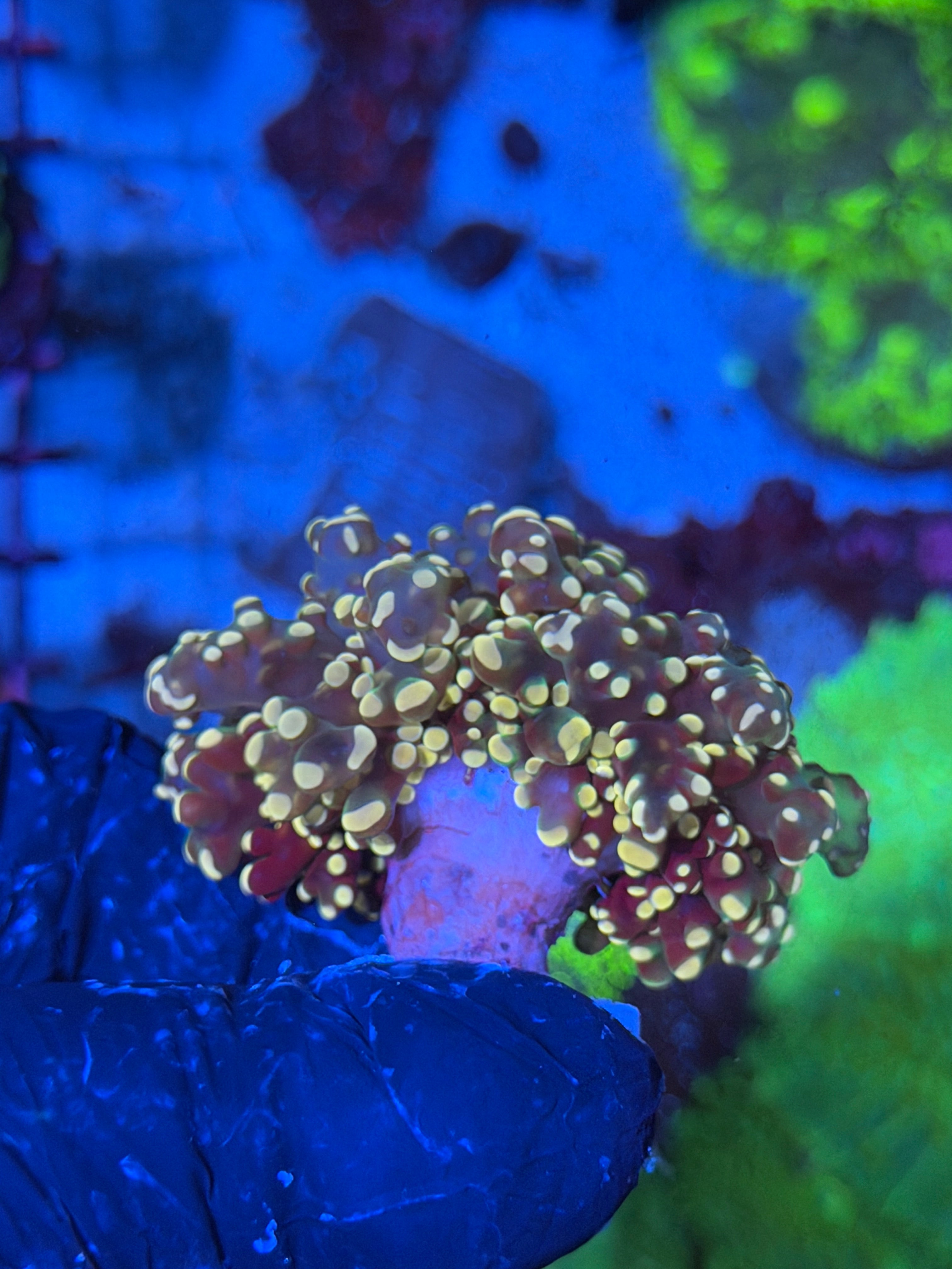 JEA Princess Peach Frogspawn Coral 1 XXl Head Splitting