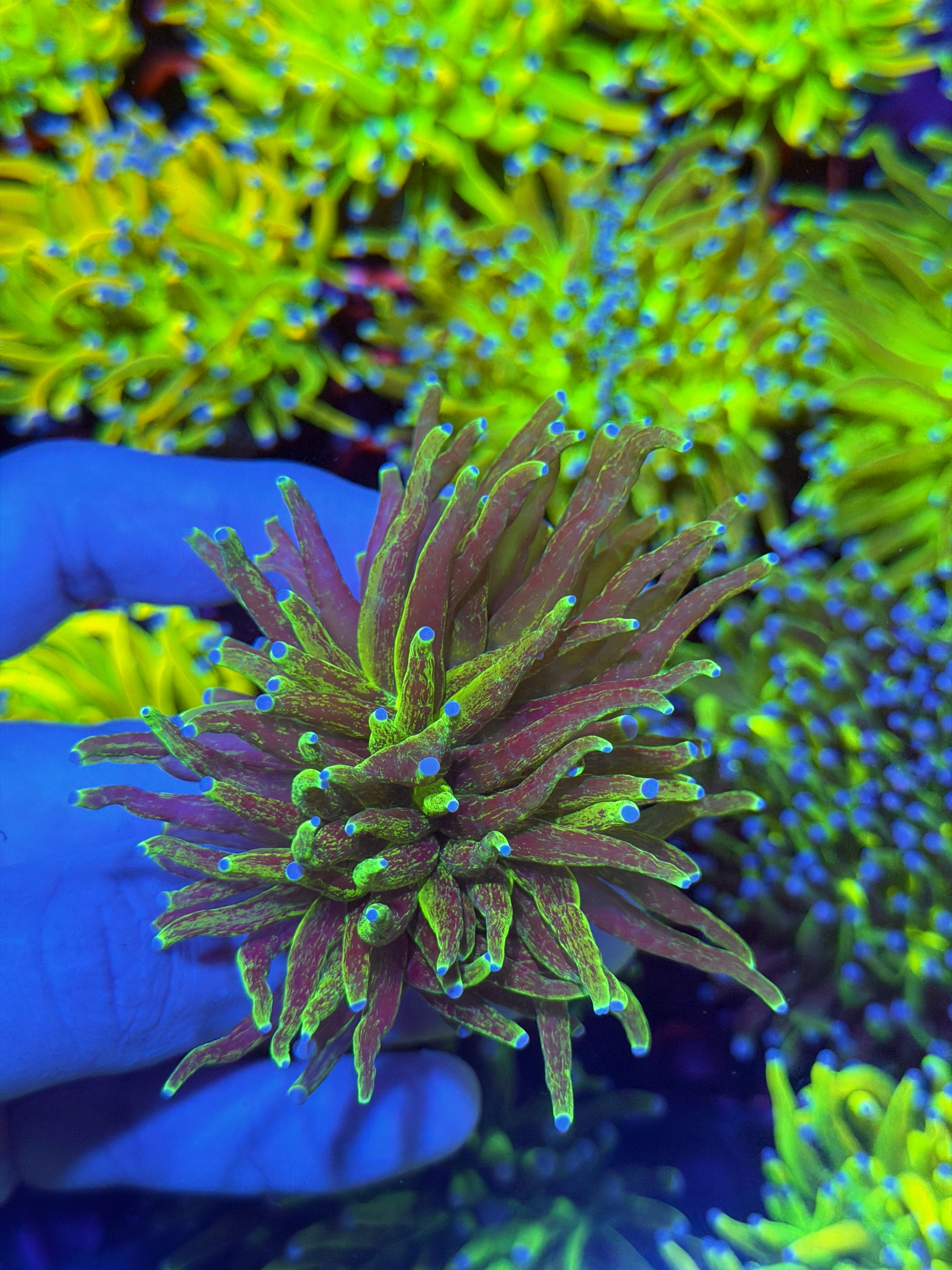 JEA Grafted Glitter Holy Grail Torch Coral 1 Heads Splitting XXL 12/1