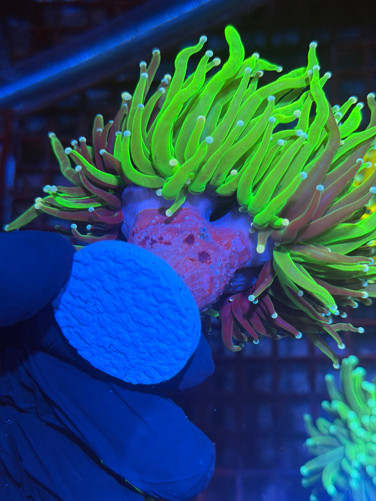 JEA Chimera Grafted Holy Grail Torch Coral 2 Heads Splitting to 3 XXXL Collectors Piece 9/28