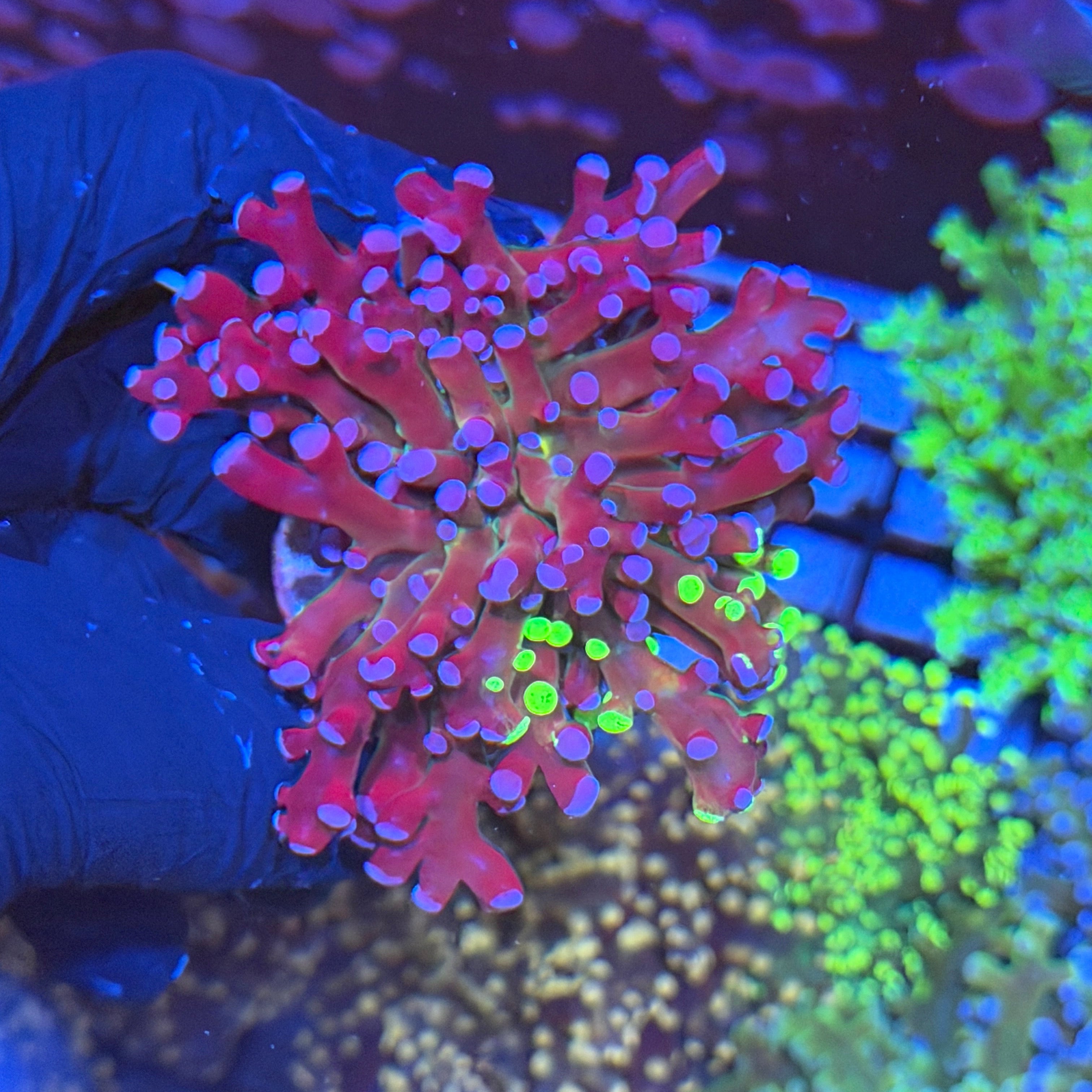 Jay's Exotic Corals