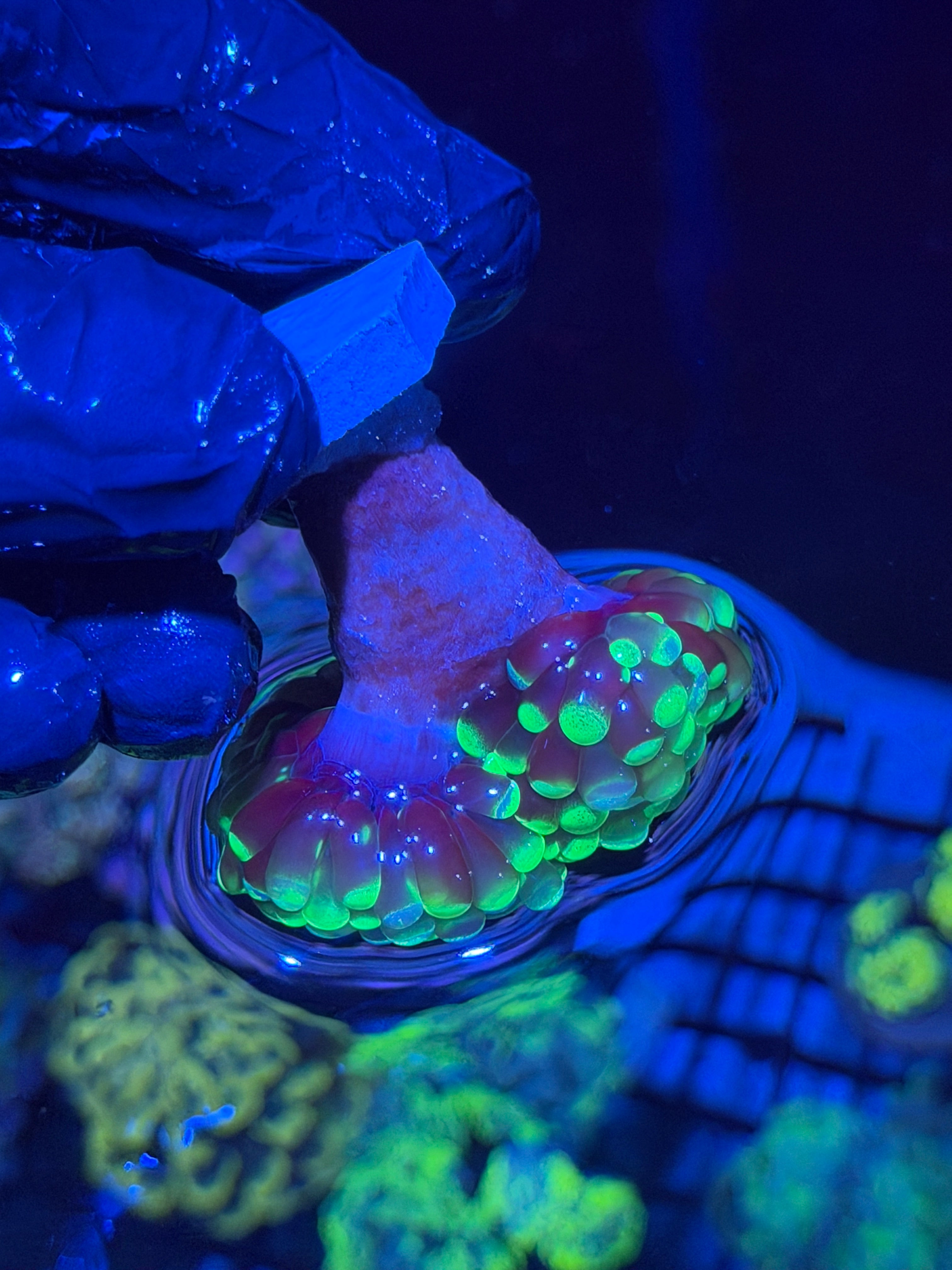 Grafted Splatter Hammer Coral 2 Heads XL 11/28