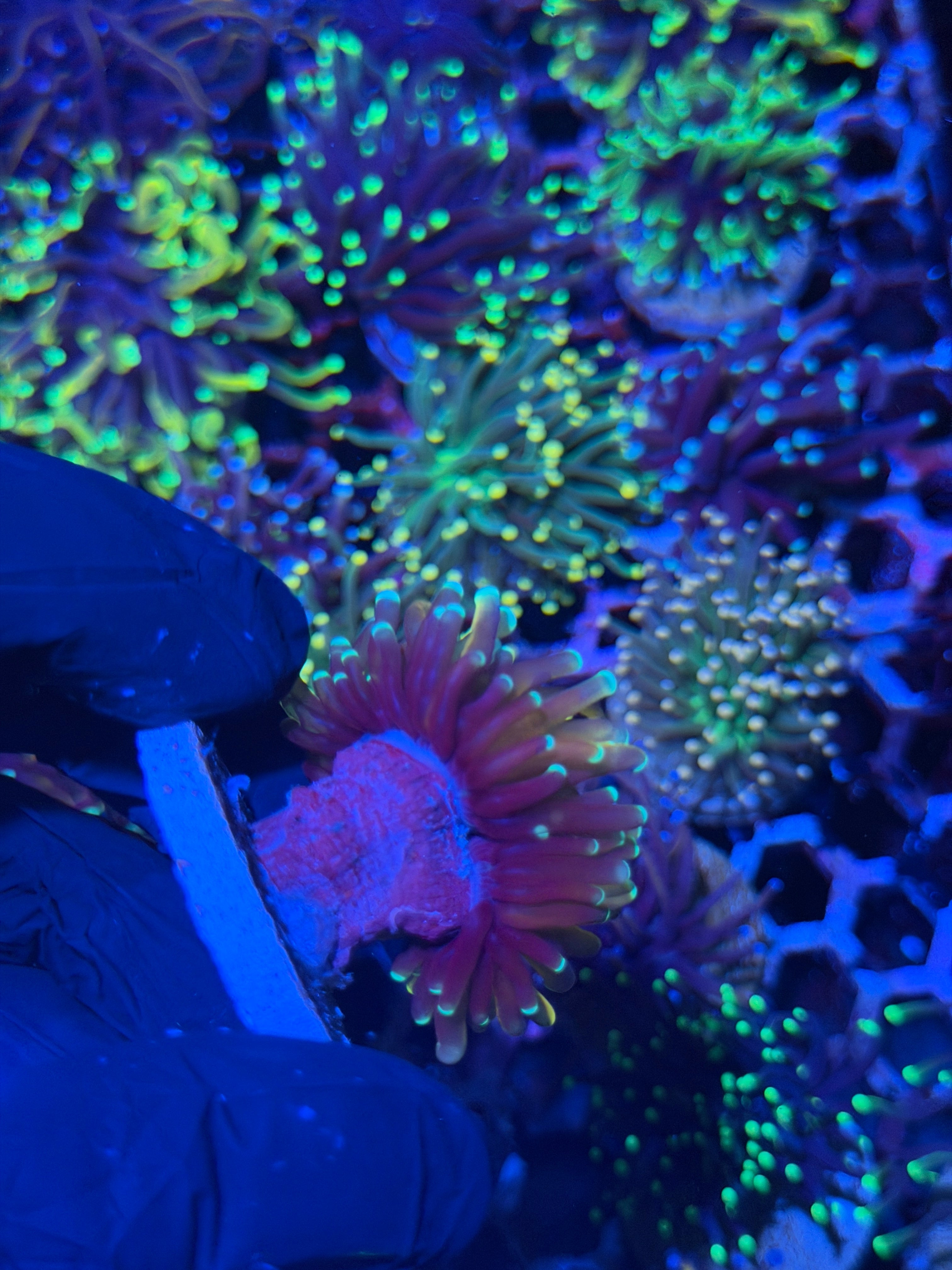 JEA Tiger Torch Coral 2 Heads Splitting XL 7/31
