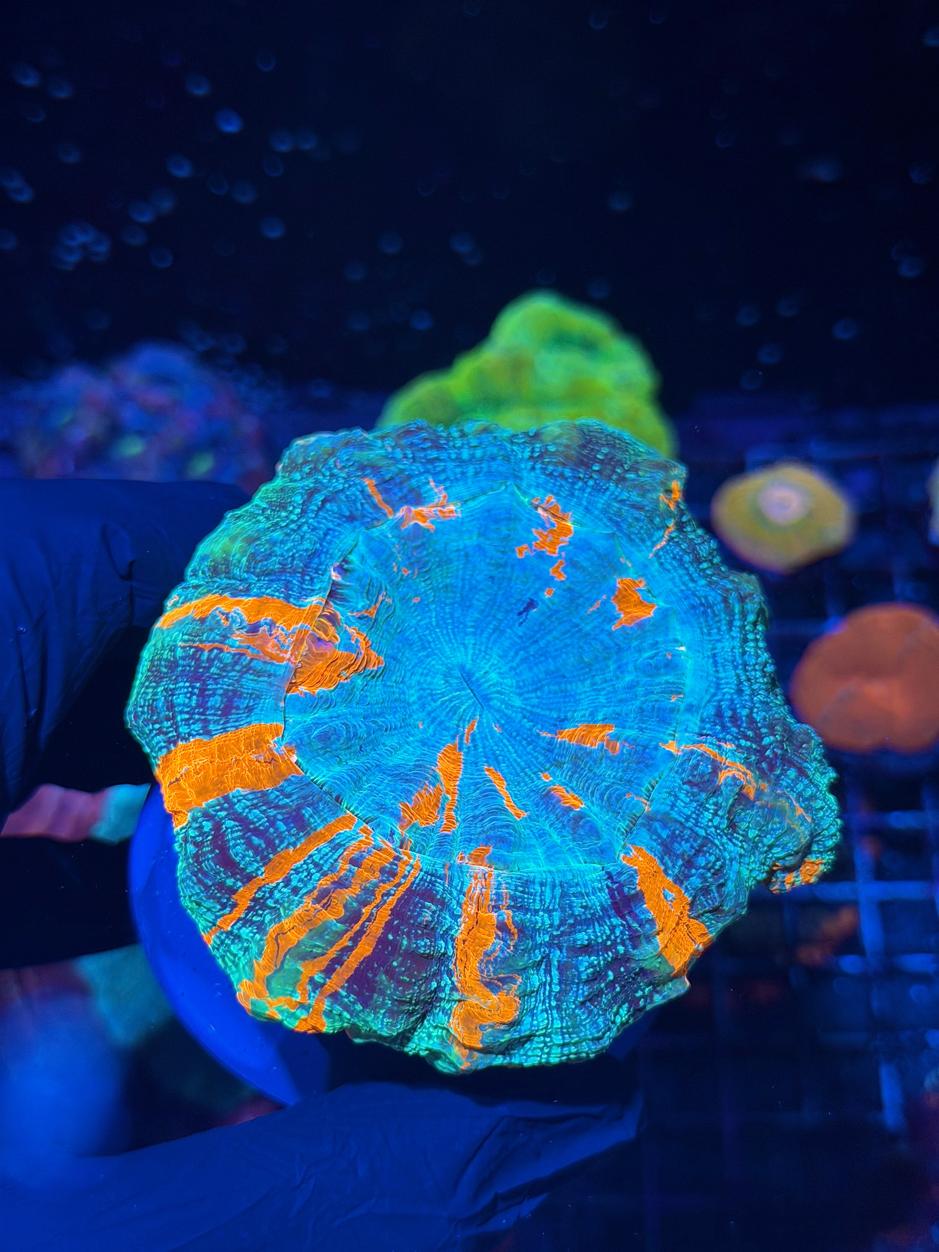 Striped Acanthophyllia Meat Coral XL