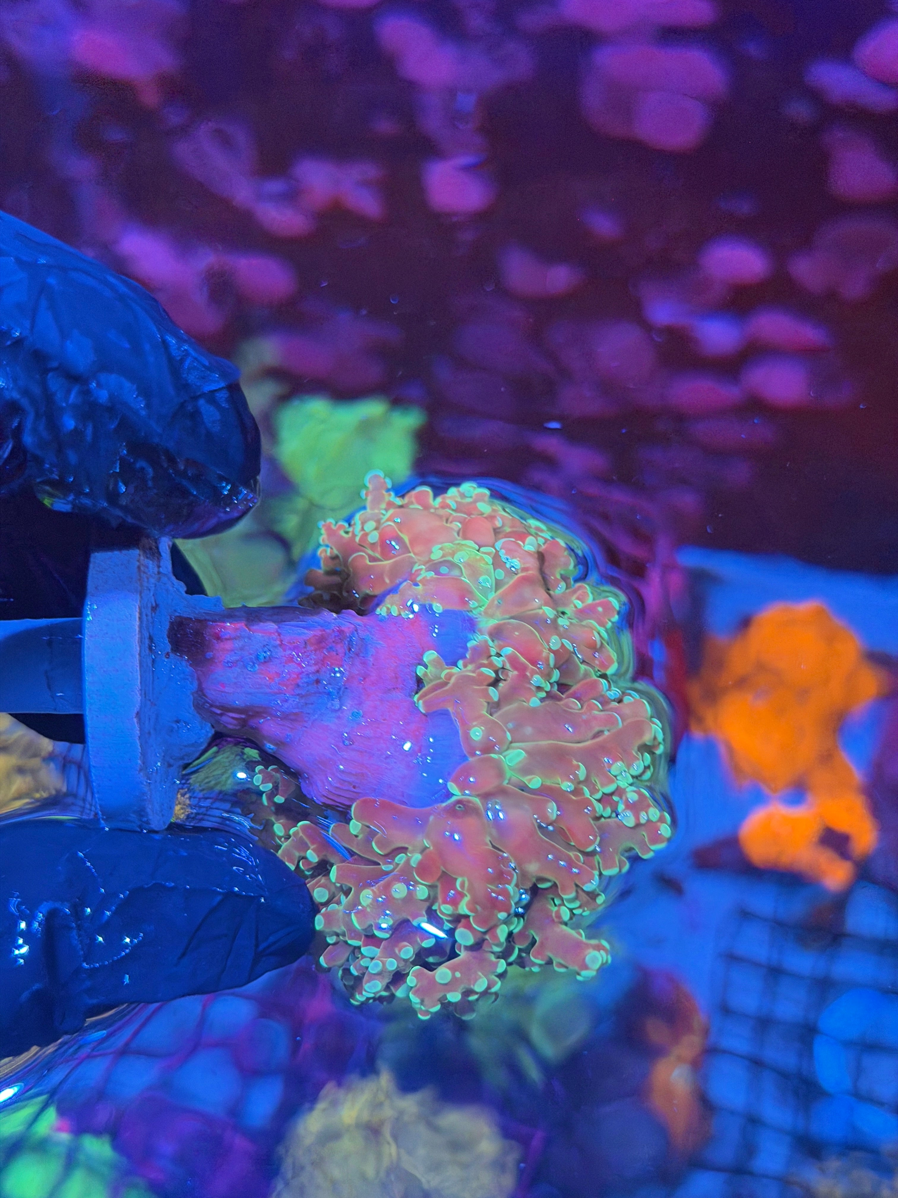 JEA Sour Apple Frogspawn Coral 1 Head Splitting XL 7/31