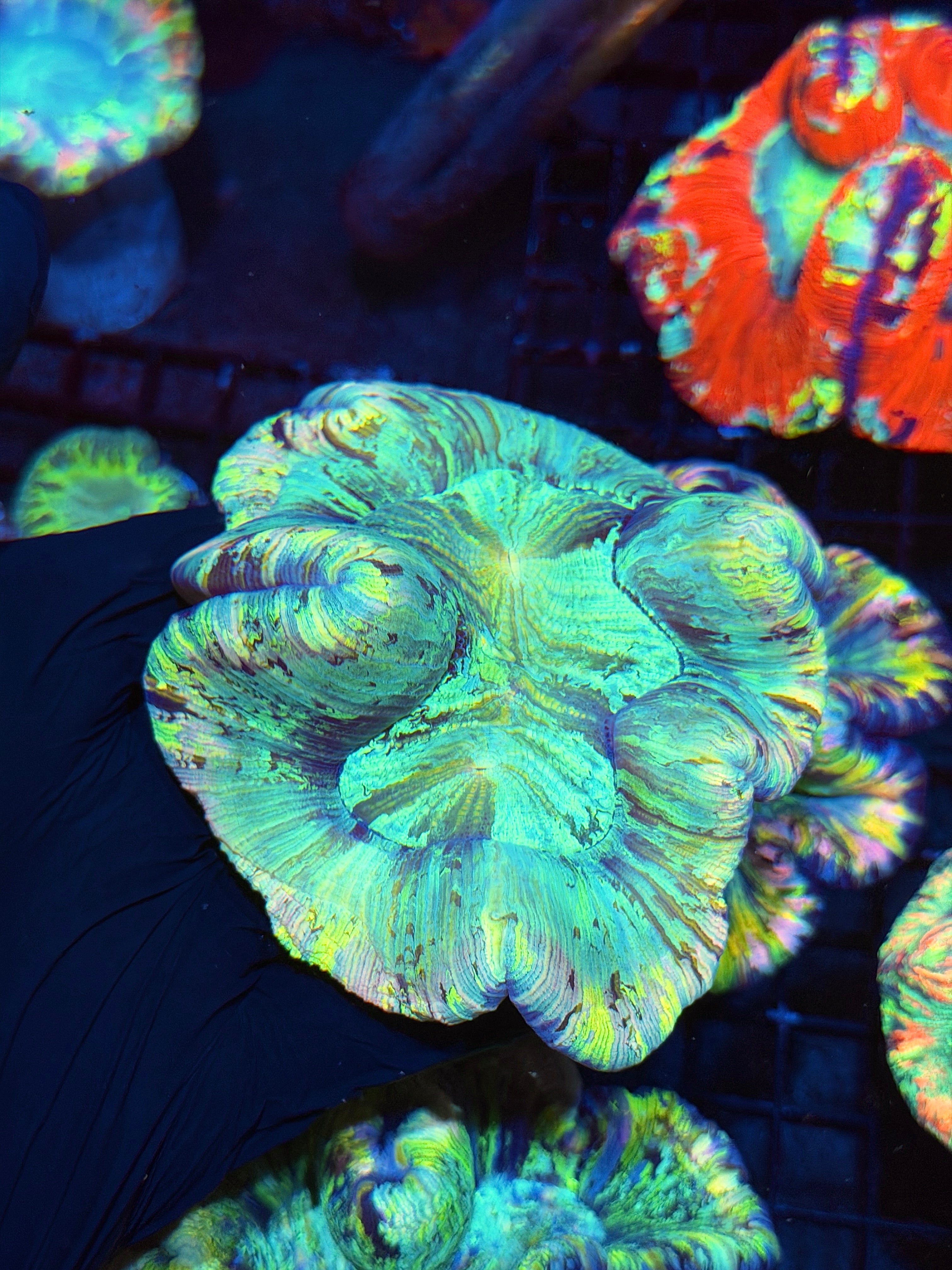 Rainbow Tie Dye Trachyphyllia Meat Coral