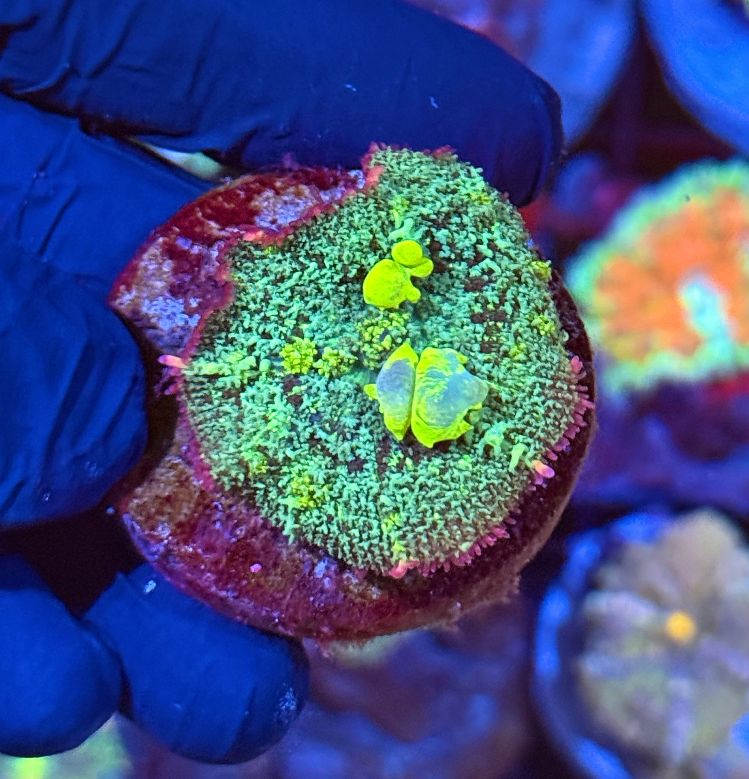 JEA Biohazard Bounce Mushroom Coral XL MARBLED BOUNCE