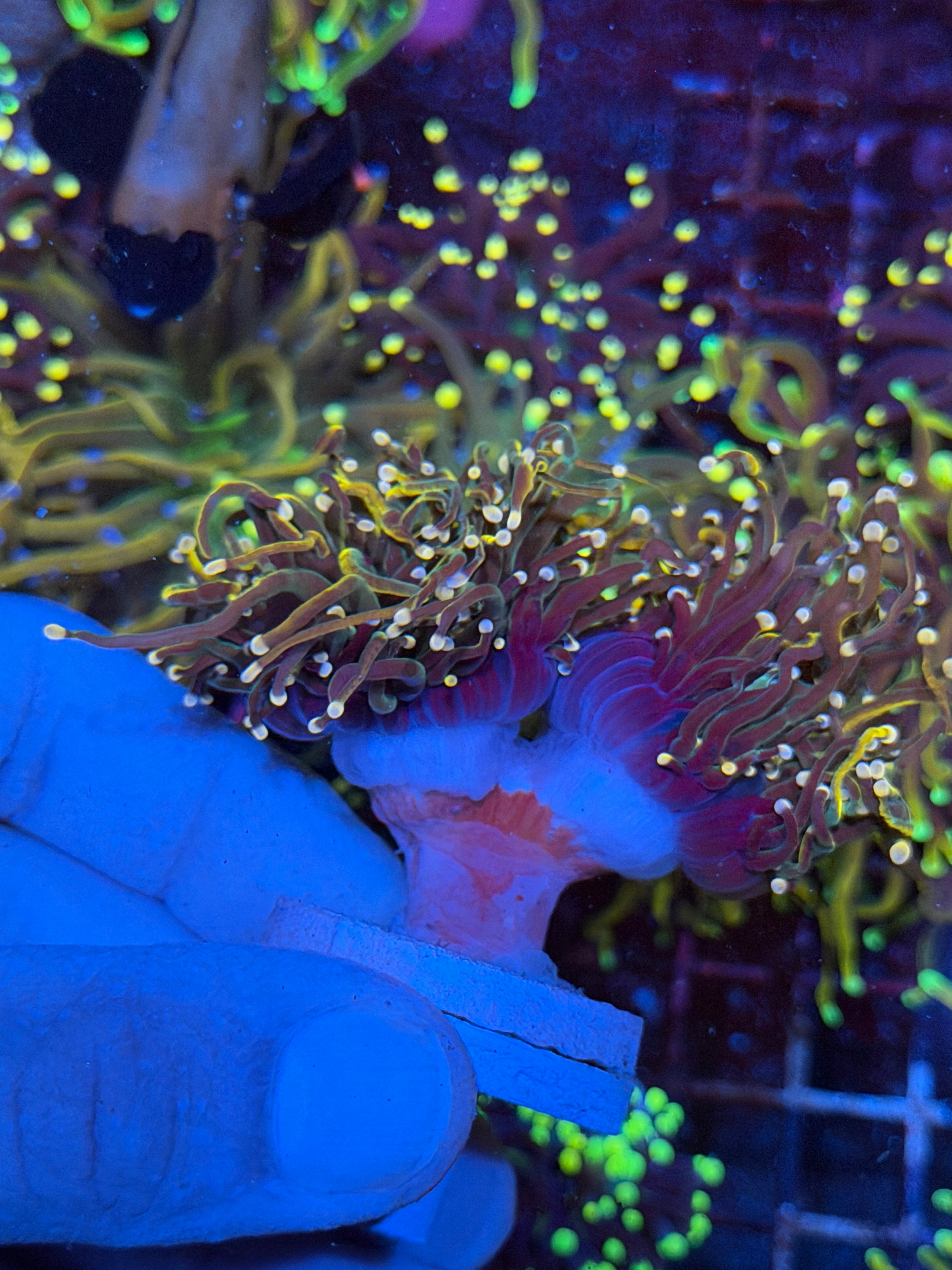 JEA Rapunzel Torch Coral 2 Heads XXL