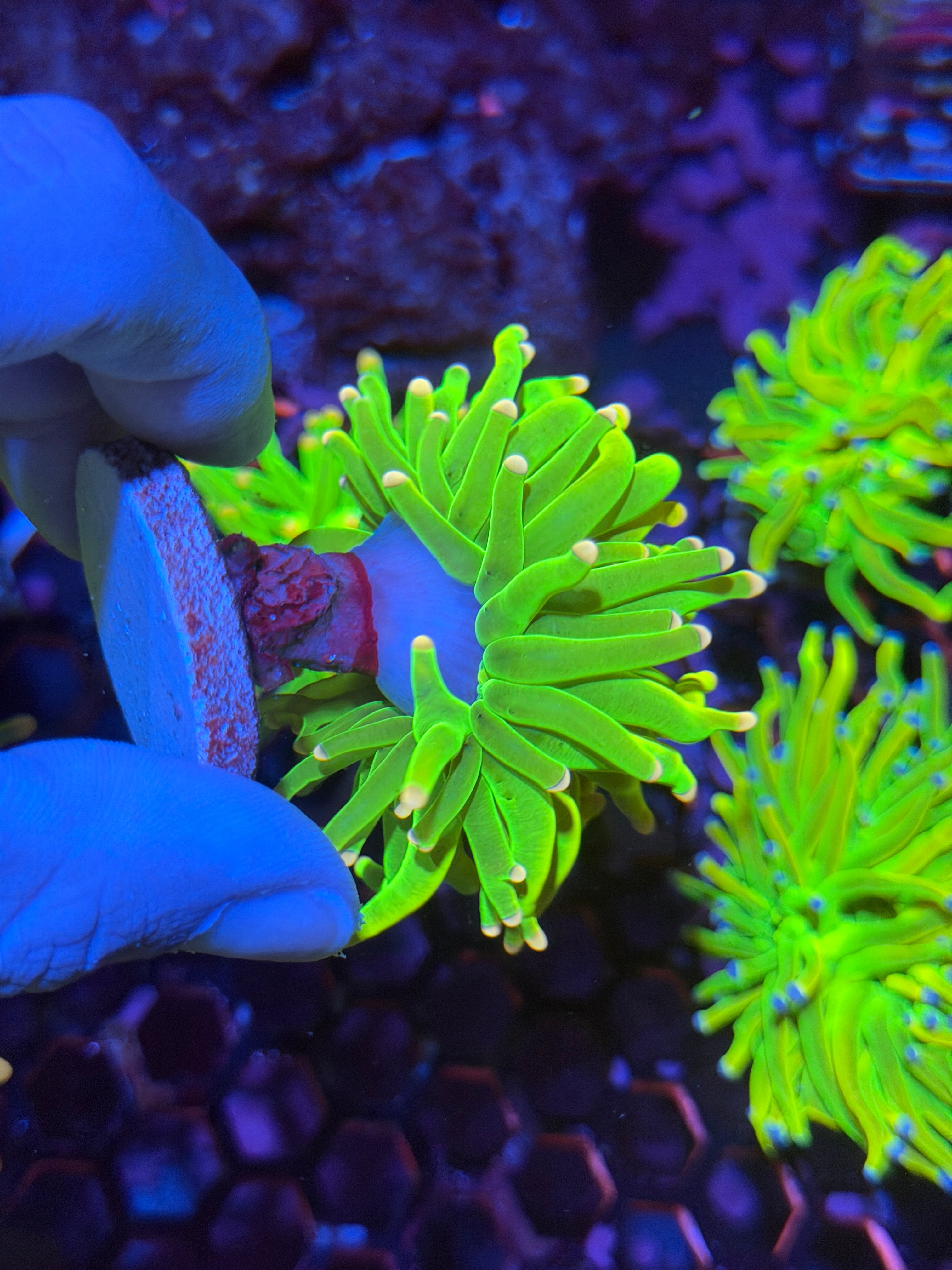 JEA Care Bears Holy Grail Torch 1 XL Head 11/28