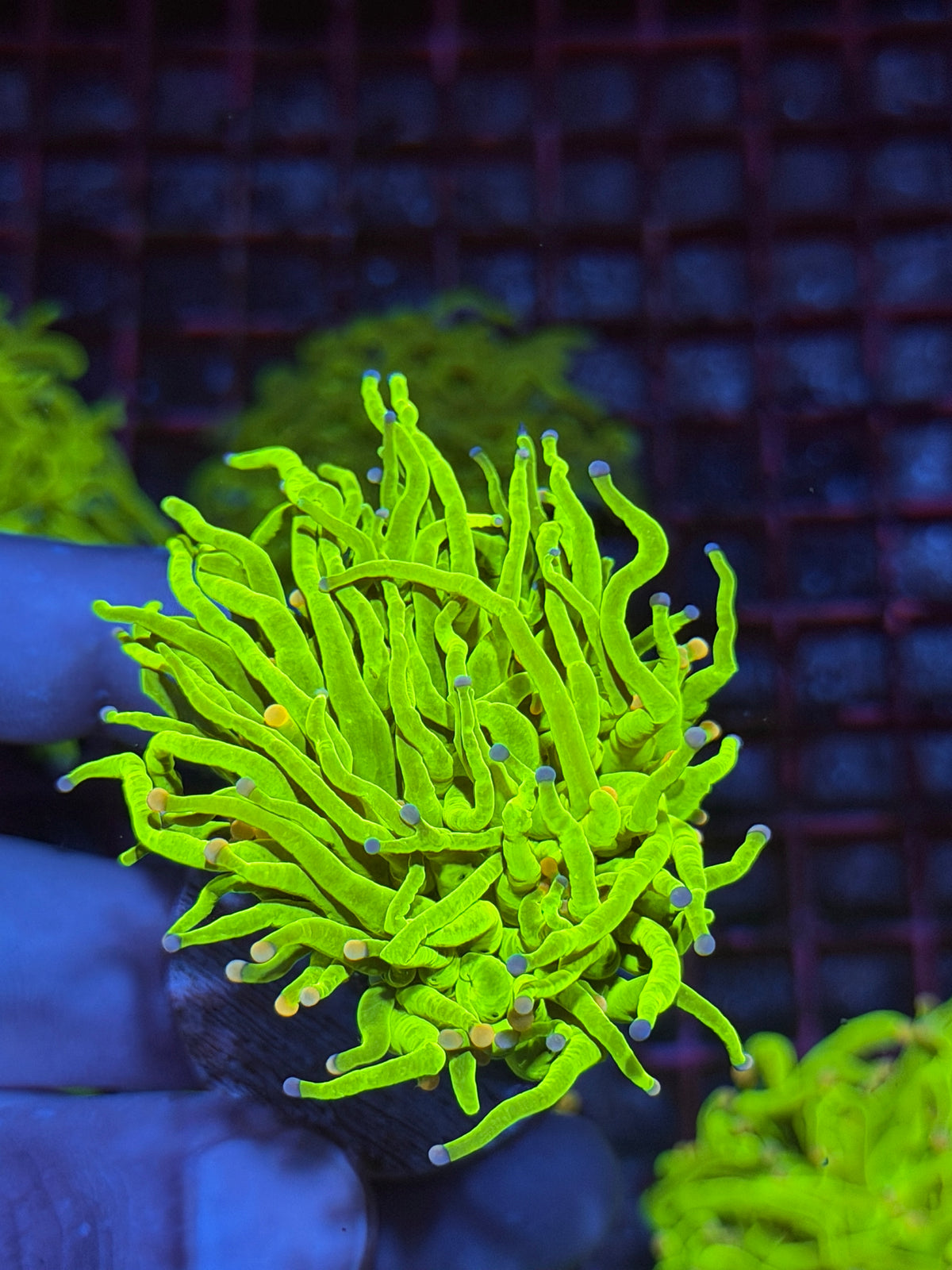JEA Sweet Tarts Holy Grail Torch Coral 10/10