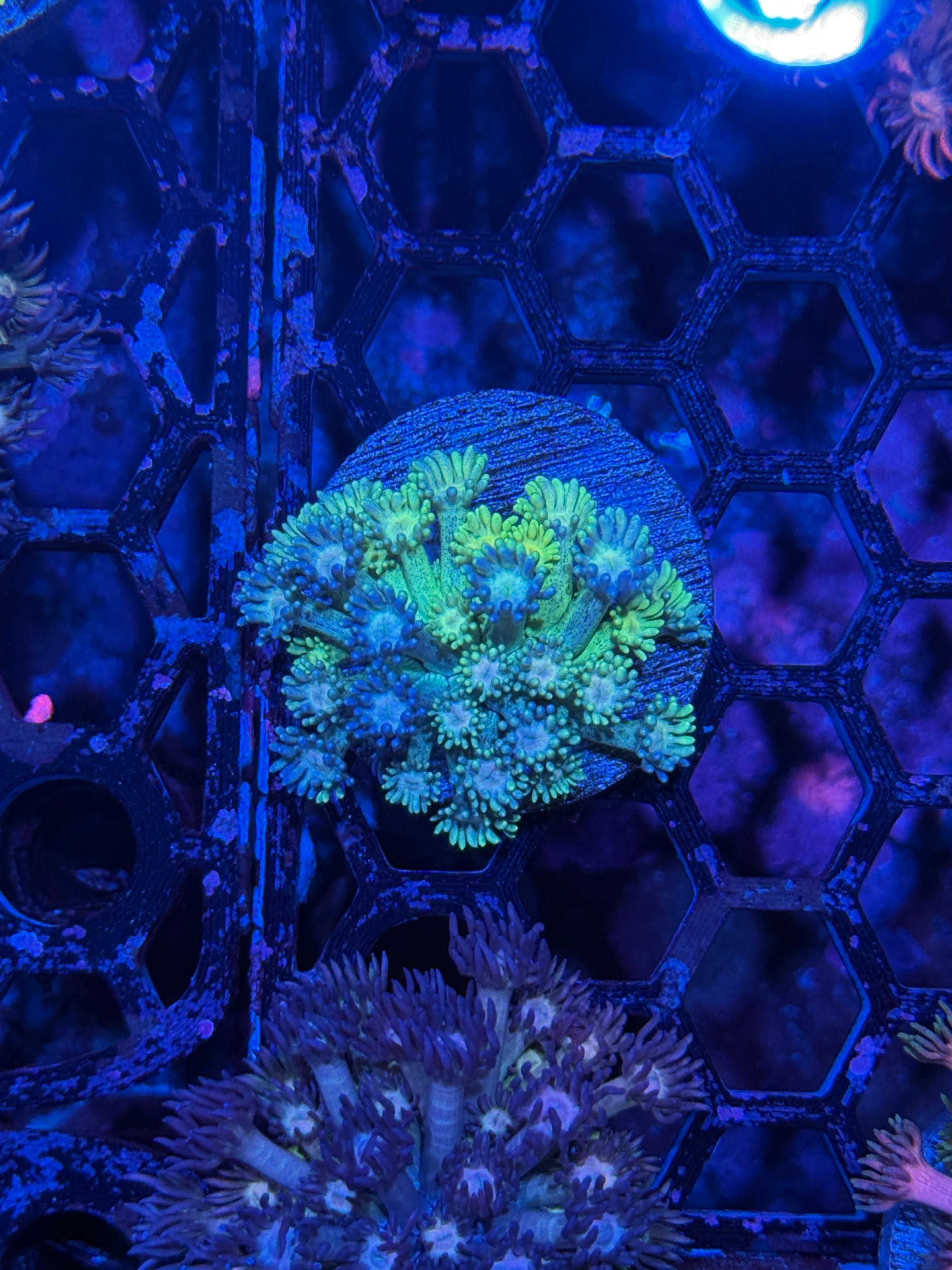 JEA Blue Freckles Goniopora Coral