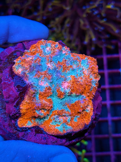JEA Fire & Ice Chalice Coral Colony XXL