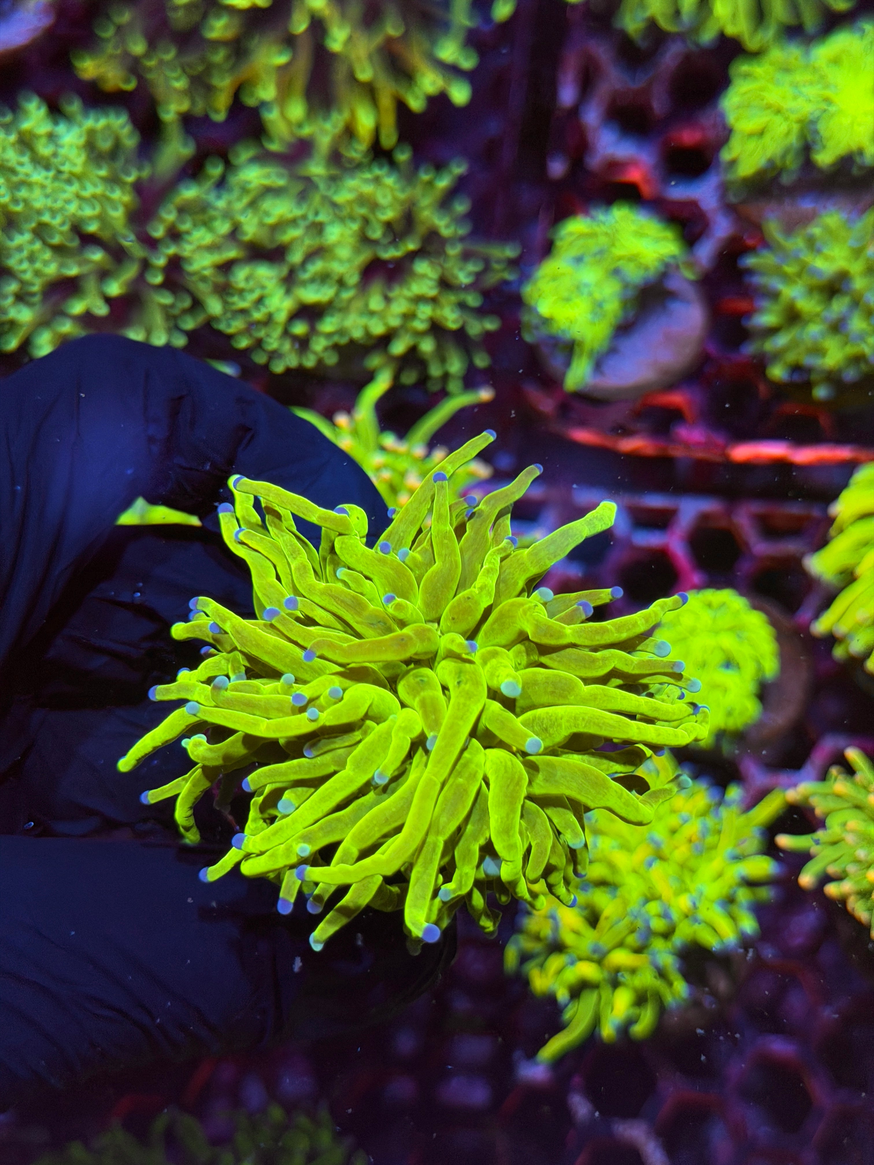 JEA Holy Grail Torch Coral 1 Head XL 8/29