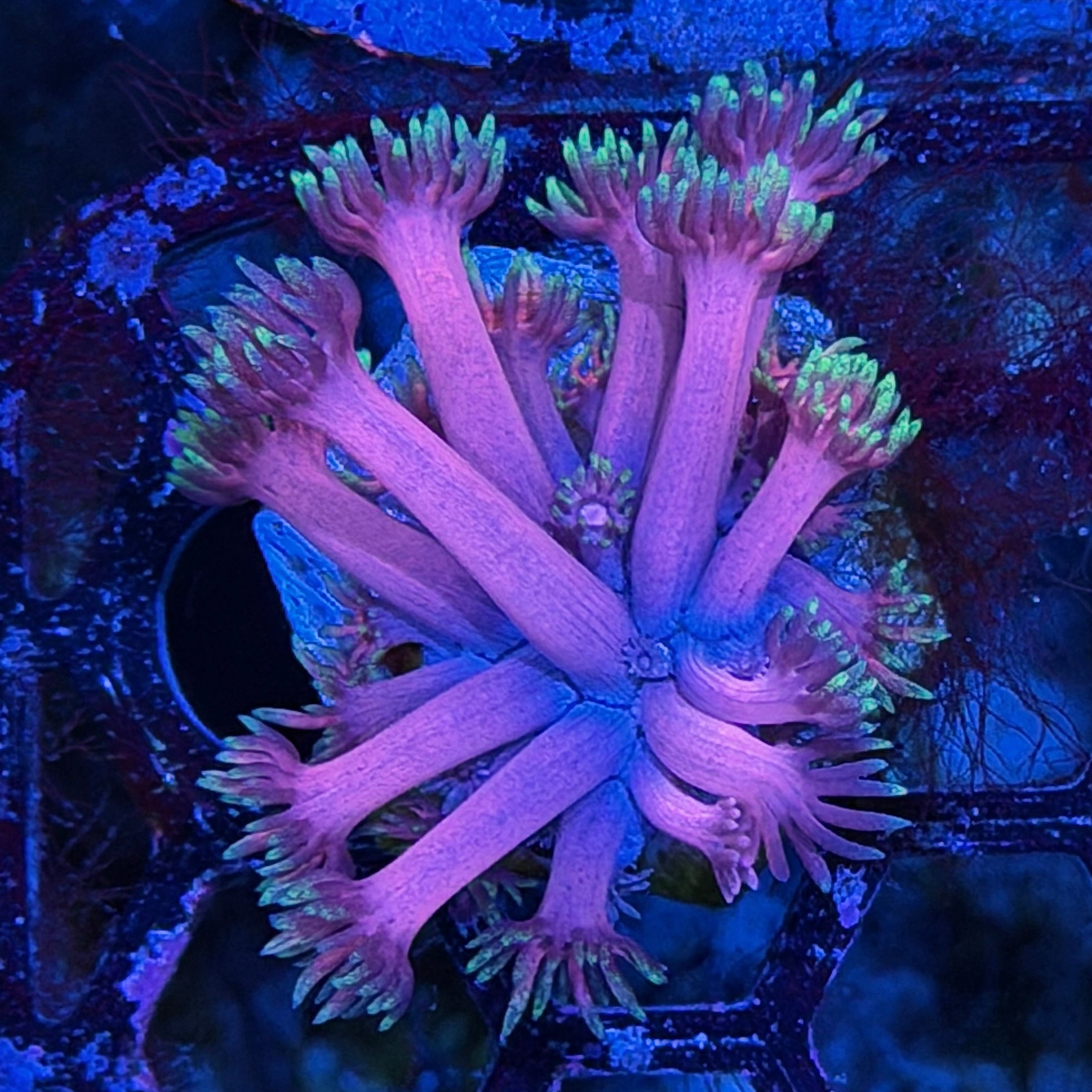 JEA Magneto Goniopora Coral *New Release* 8/1