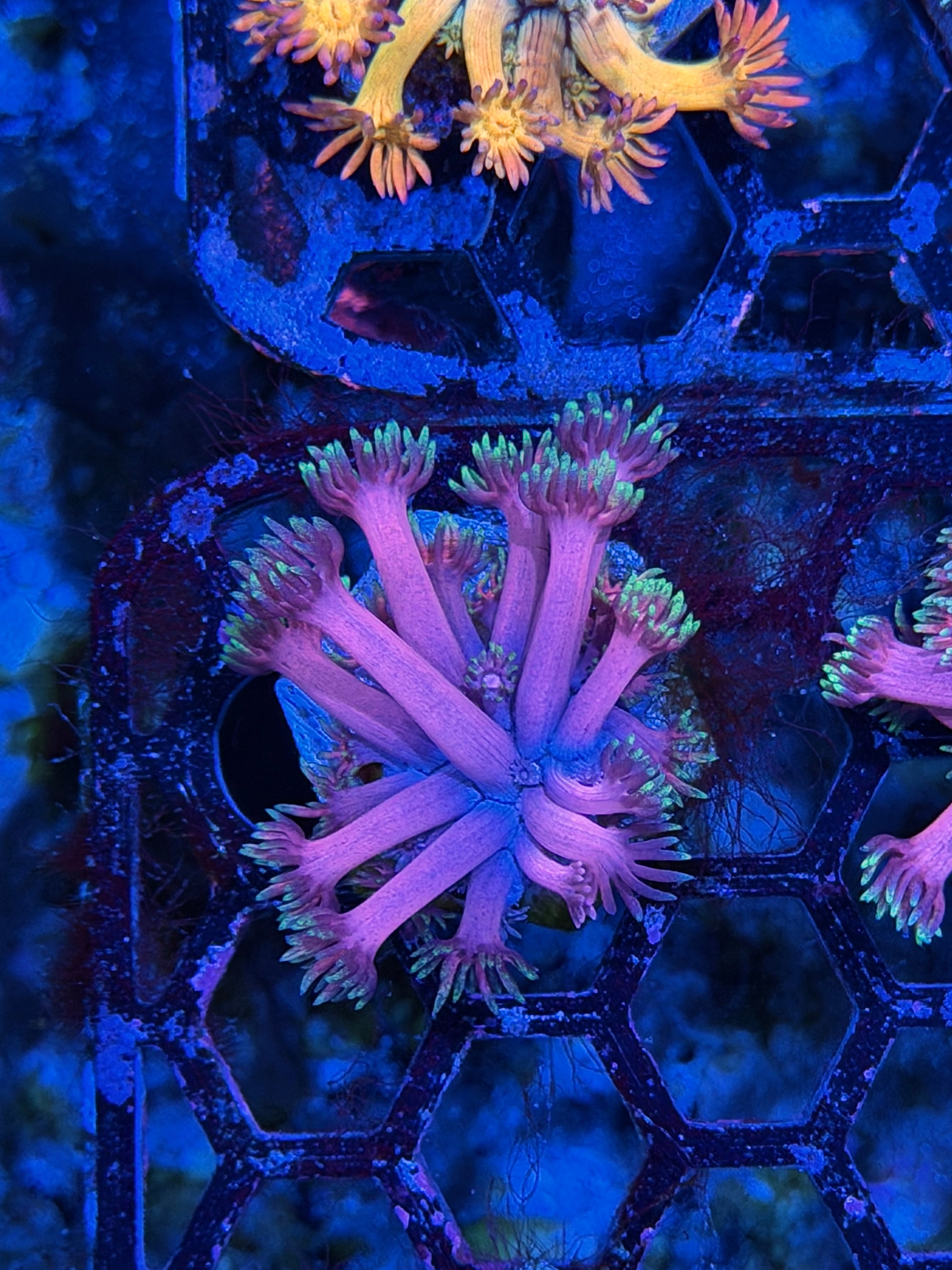 JEA Magneto Goniopora Coral *New Release*