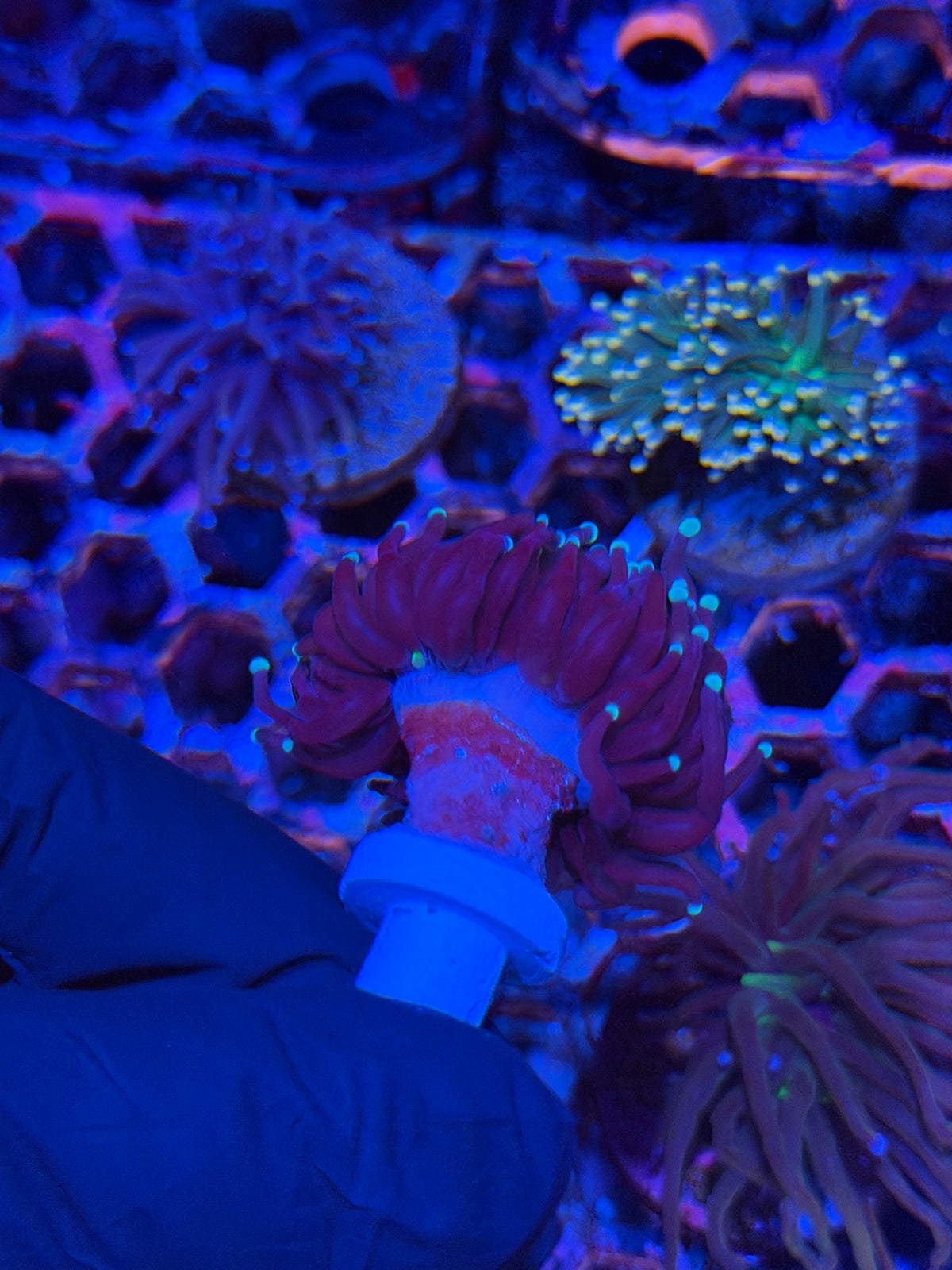 JEA Mr Freeze Torch Coral 1 XL Head Splitting 9/21