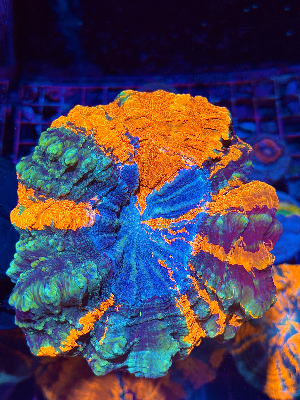 Rainbow Acanthophyllia Meat Coral XL