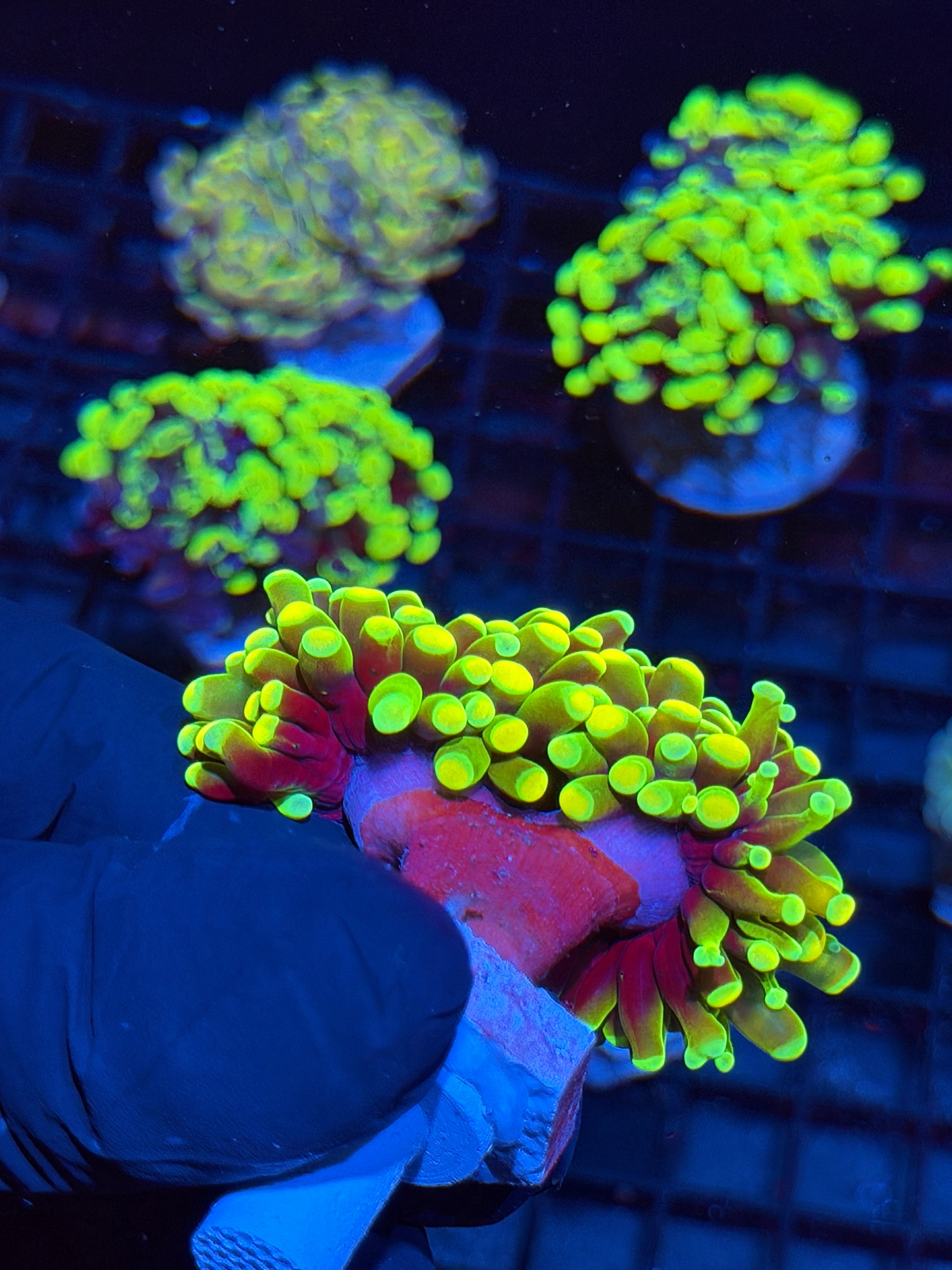 JEA Holy Grail Hammer Coral 2 XXL Heads Insane AQUACULTURED 6/4
