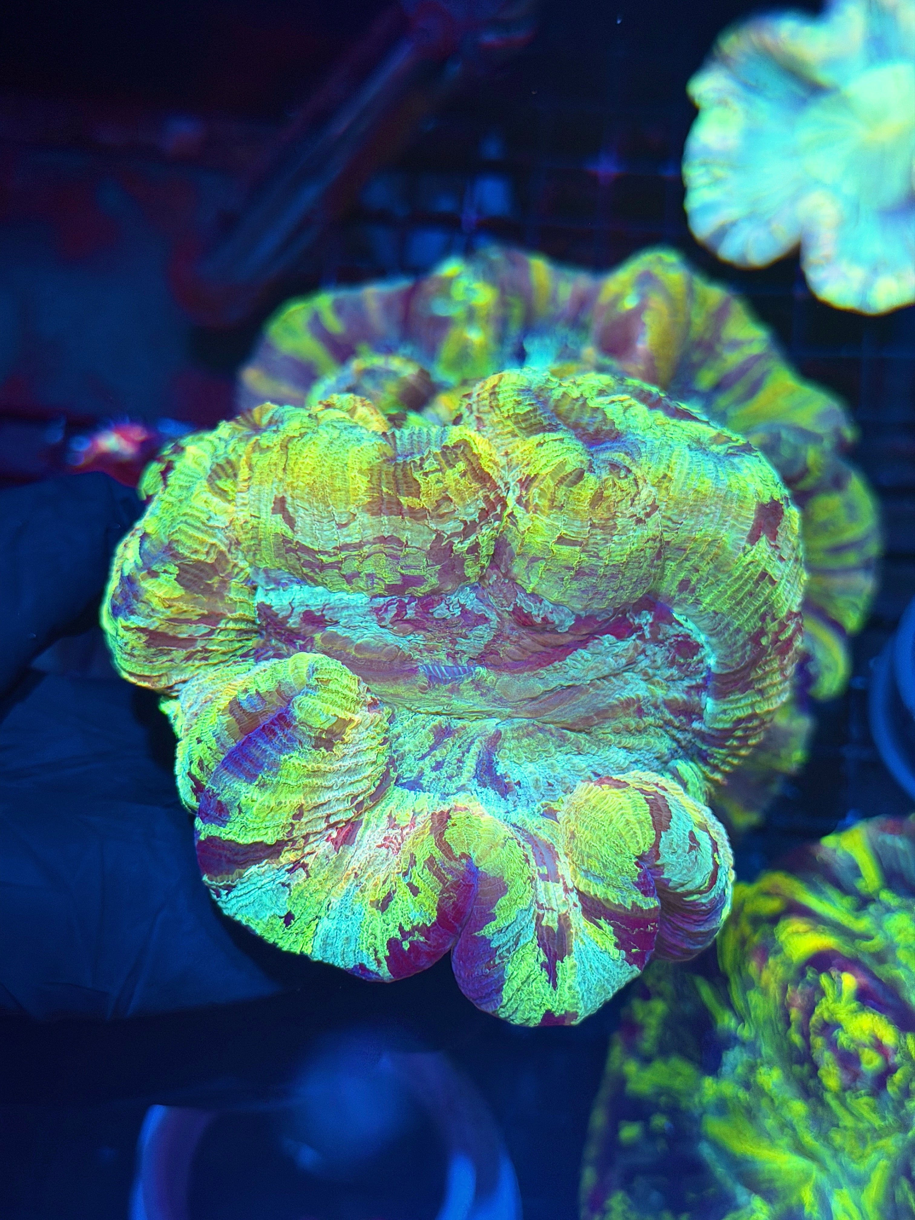 Rainbow Tie Dye Trachyphyllia Meat Coral XXL