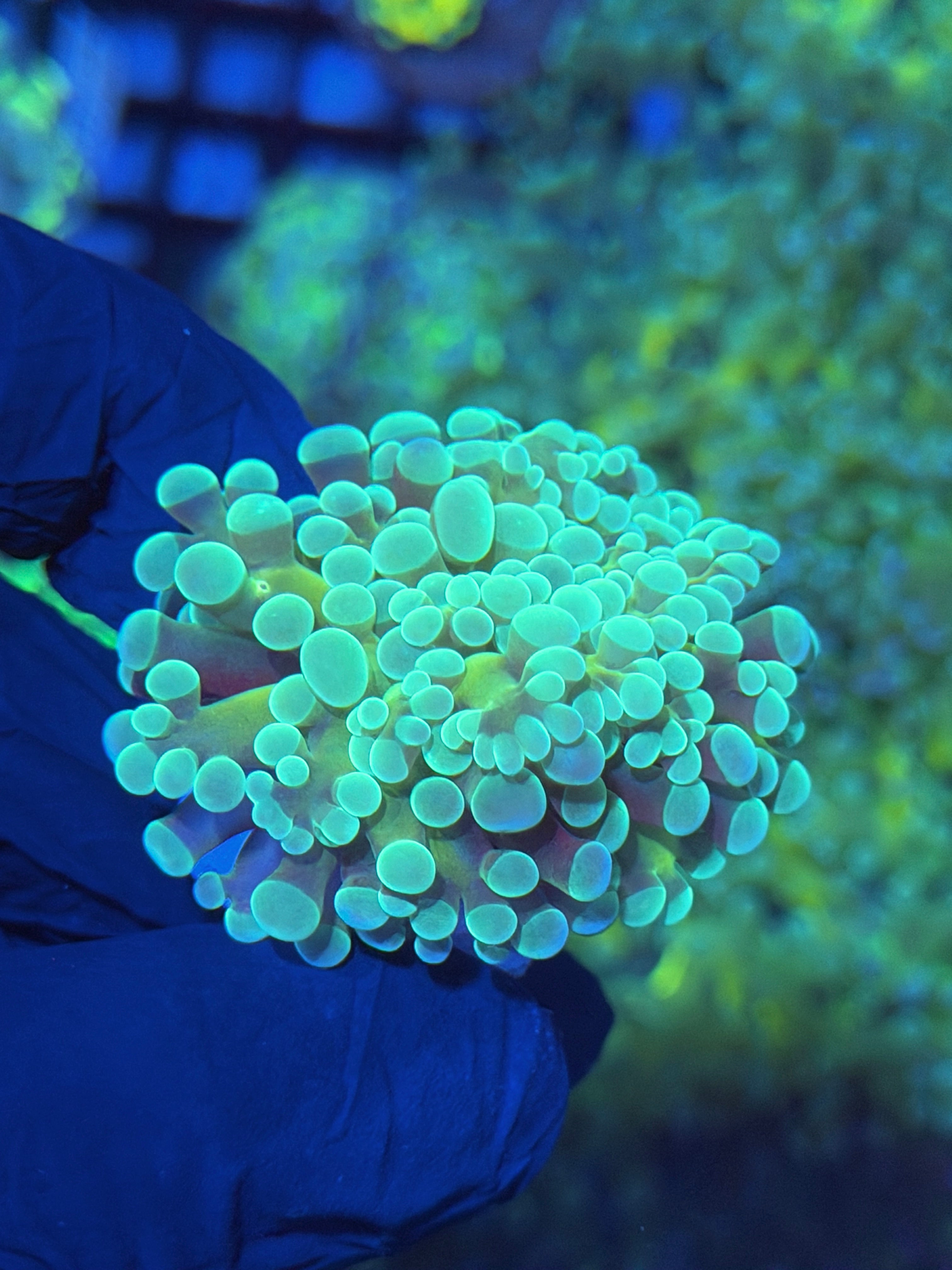 JEA Kaleidoscope Hammer Coral 1 XL Heads 12/1