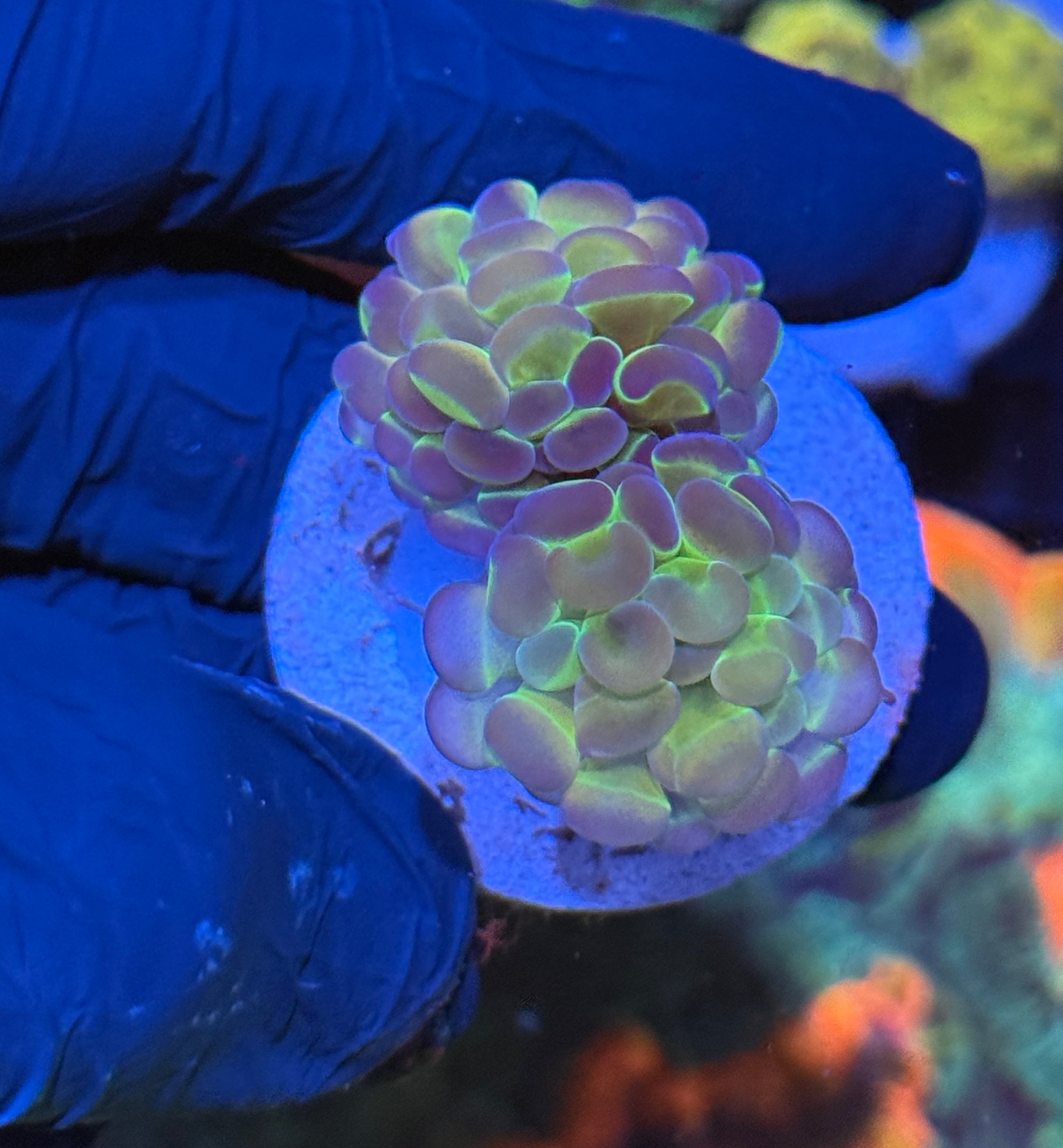 JEA Hologram Hammer Coral 2 Heads