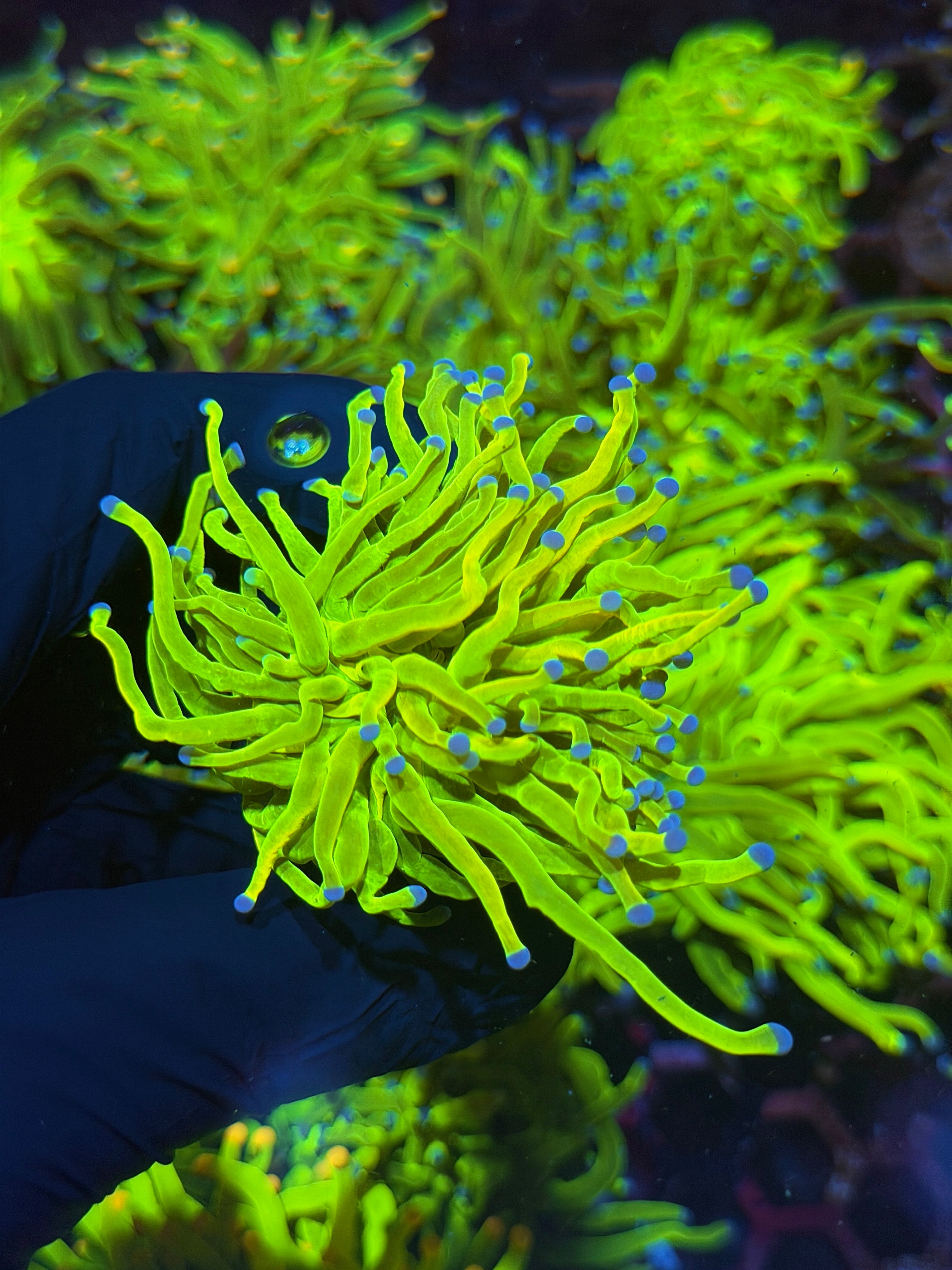 JEA 24K Holy Grail Torch Coral 1 XL Head