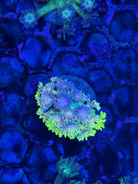 JEA Lucky Rainbow Goniopora Coral Insane