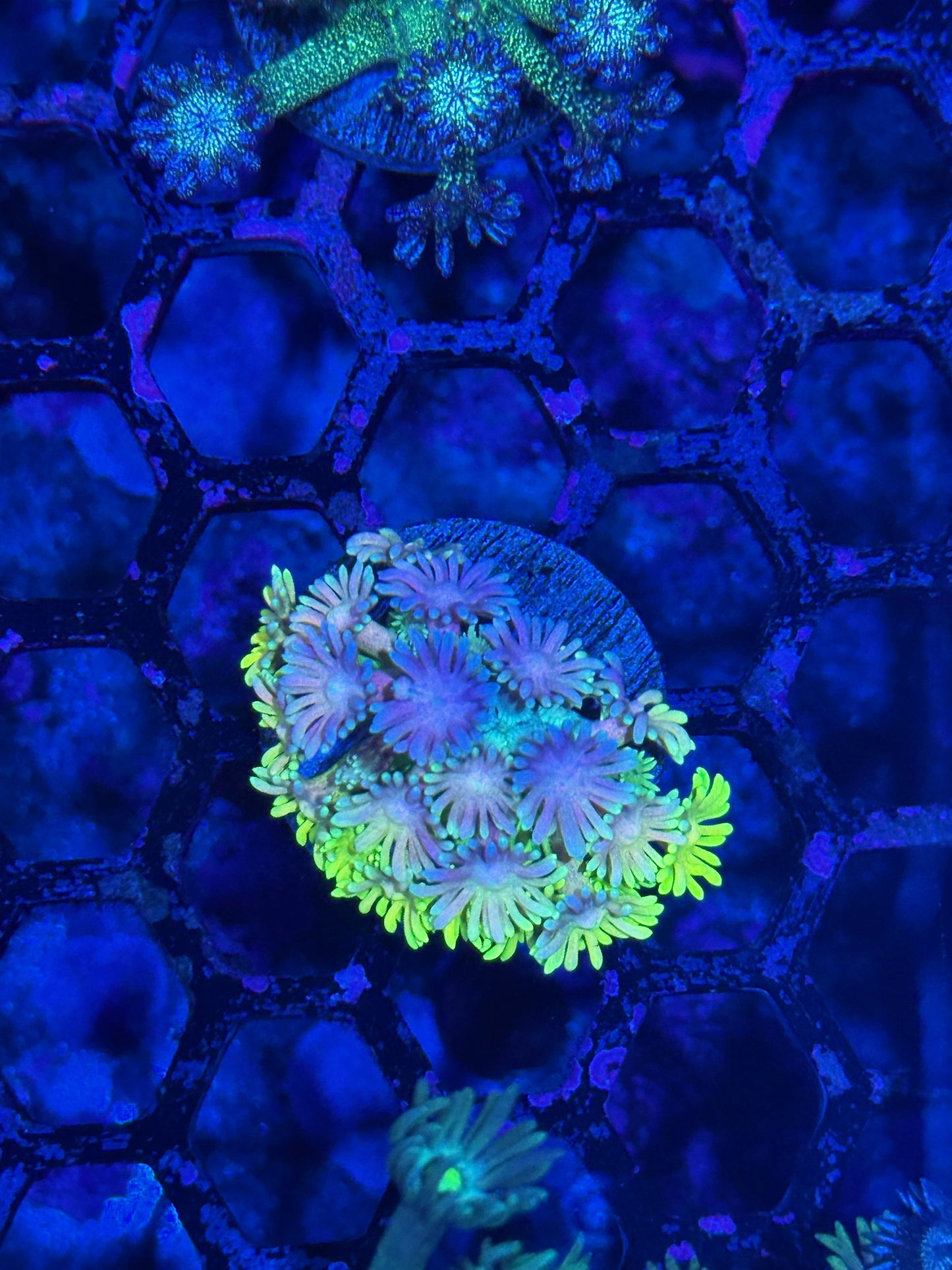 Jay's Exotic Coral Auctions