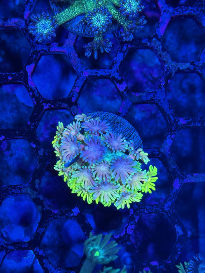 Jay's Exotic Coral Auctions