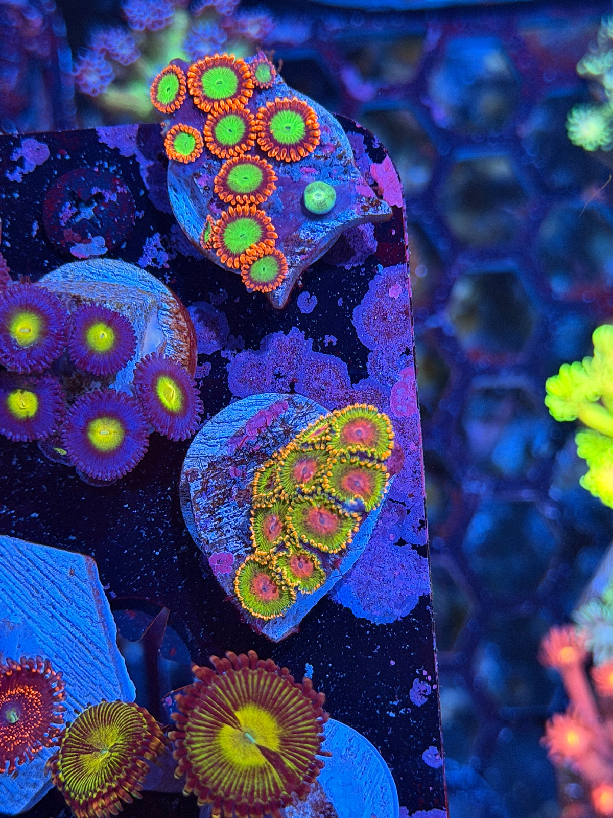 JEA Awesome Blossom Zoanthid Coral 9 polyps 10/11